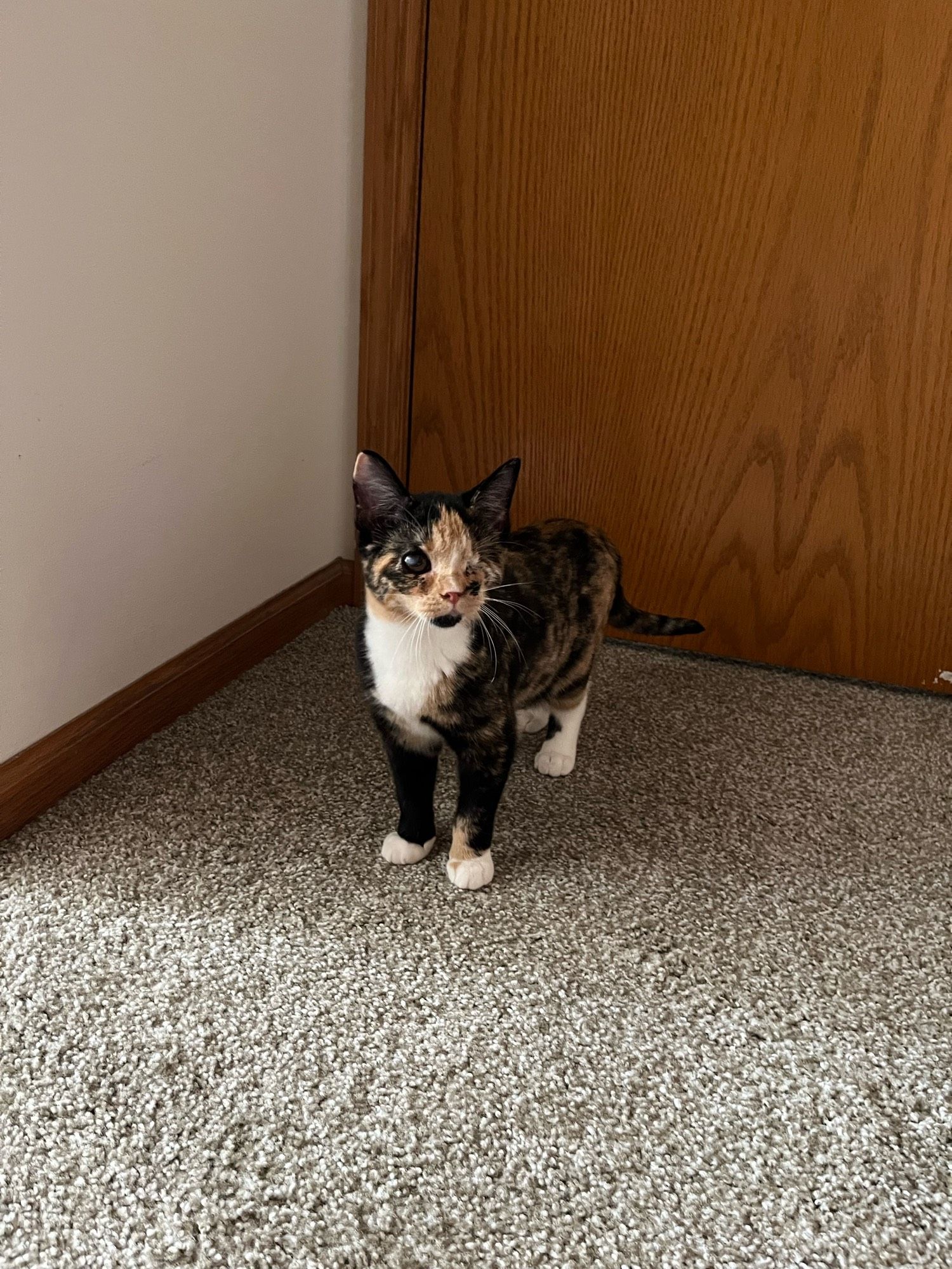 A one-eyed tortie kitten standing in front of a door