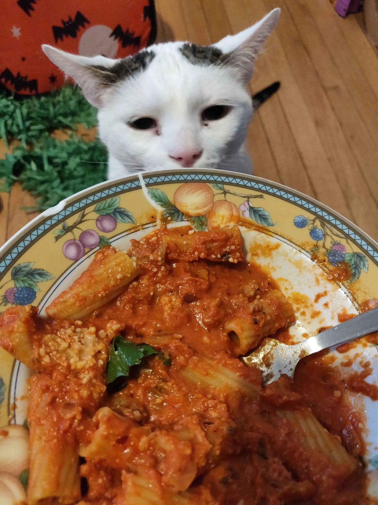 photo of my cat lord roland staring intensely at a bowl of rigatoni