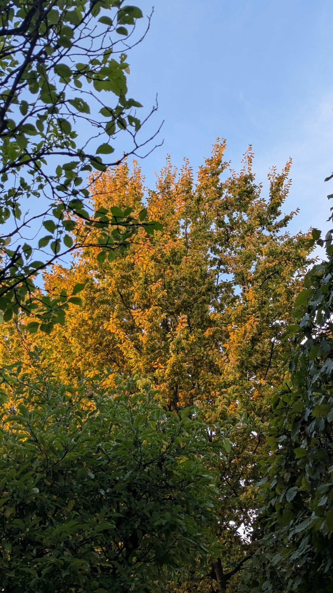 Baum mit gelben Blättern