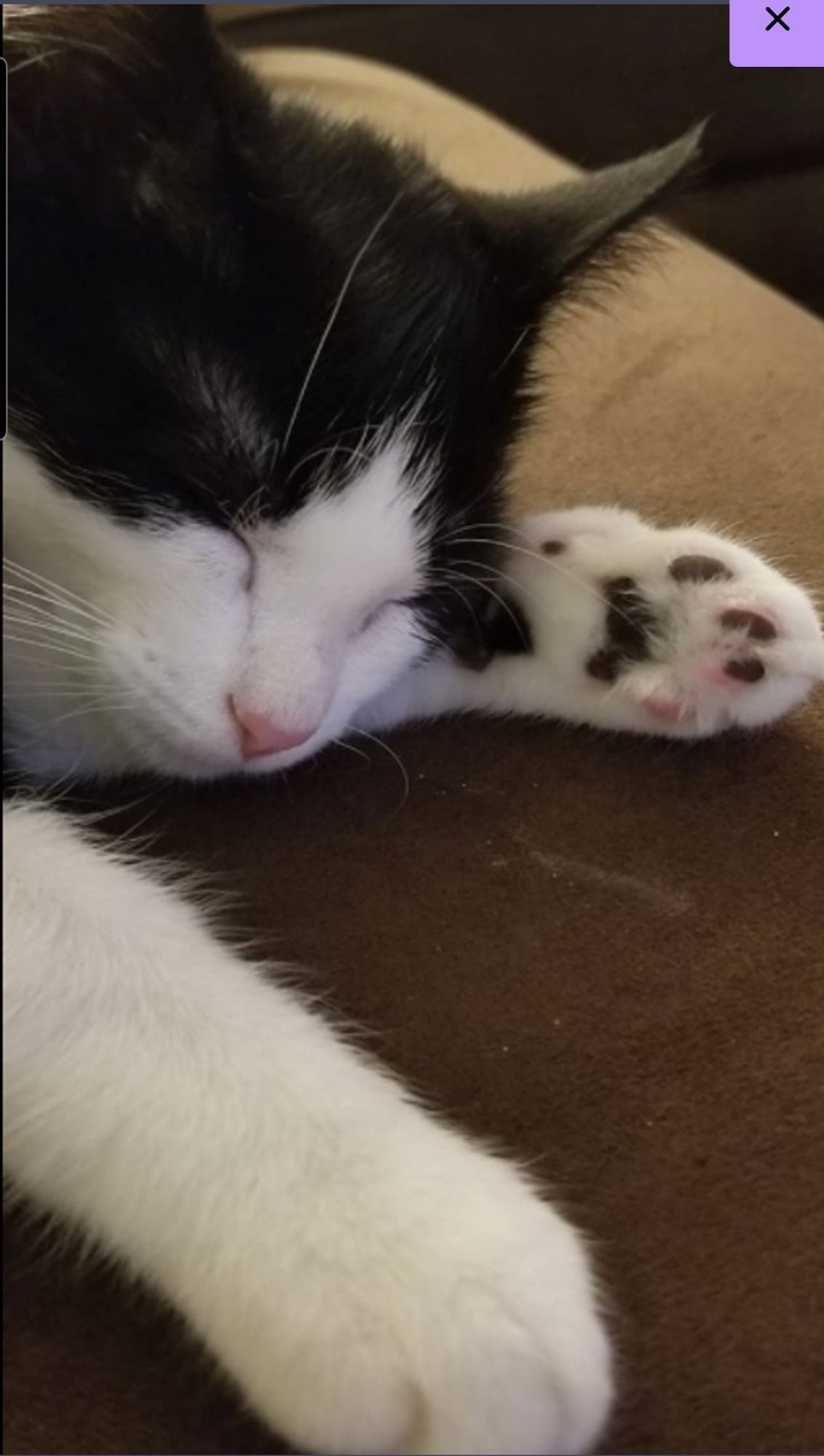 puddins showing his amazing 5 star pink and black beans.