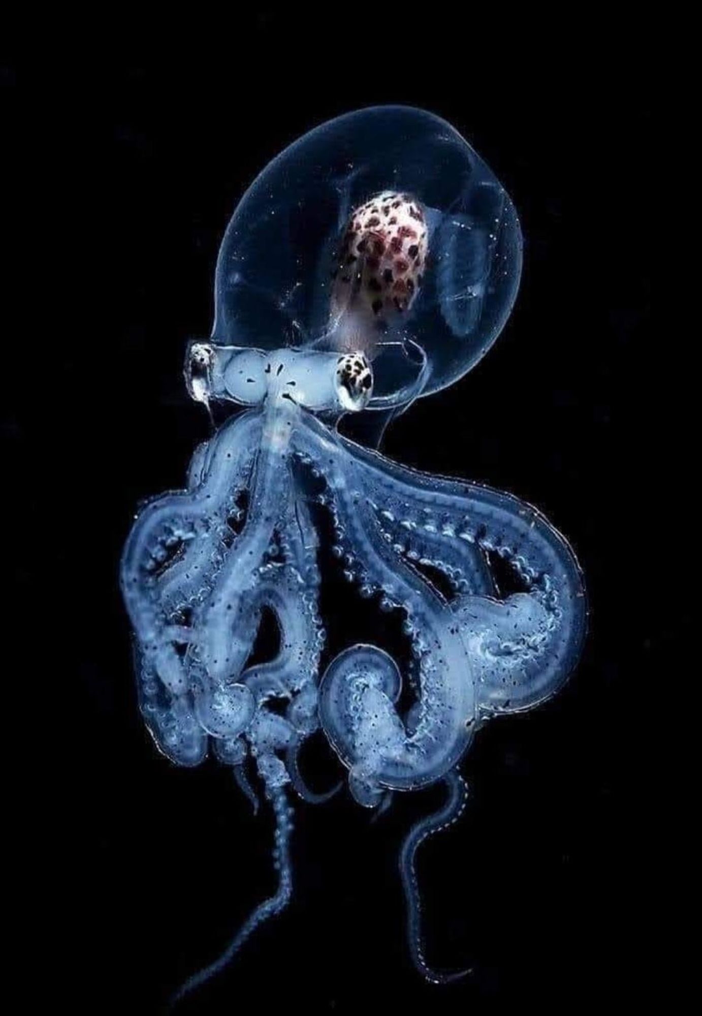 the glass octopus. seen it a million times and I still can't get over it 