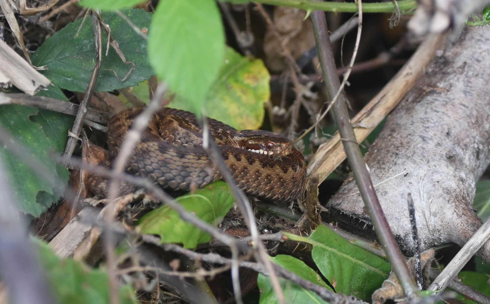 Small female Adder curled tightly, looking right, sitting amongst twigs and green leaves