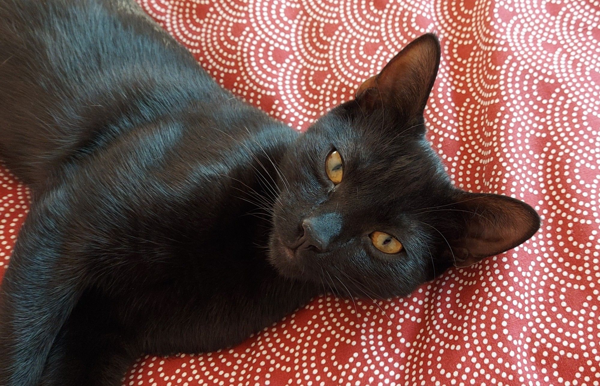 A black short haired cat with orange eyes lies on his side and gazes at the camera