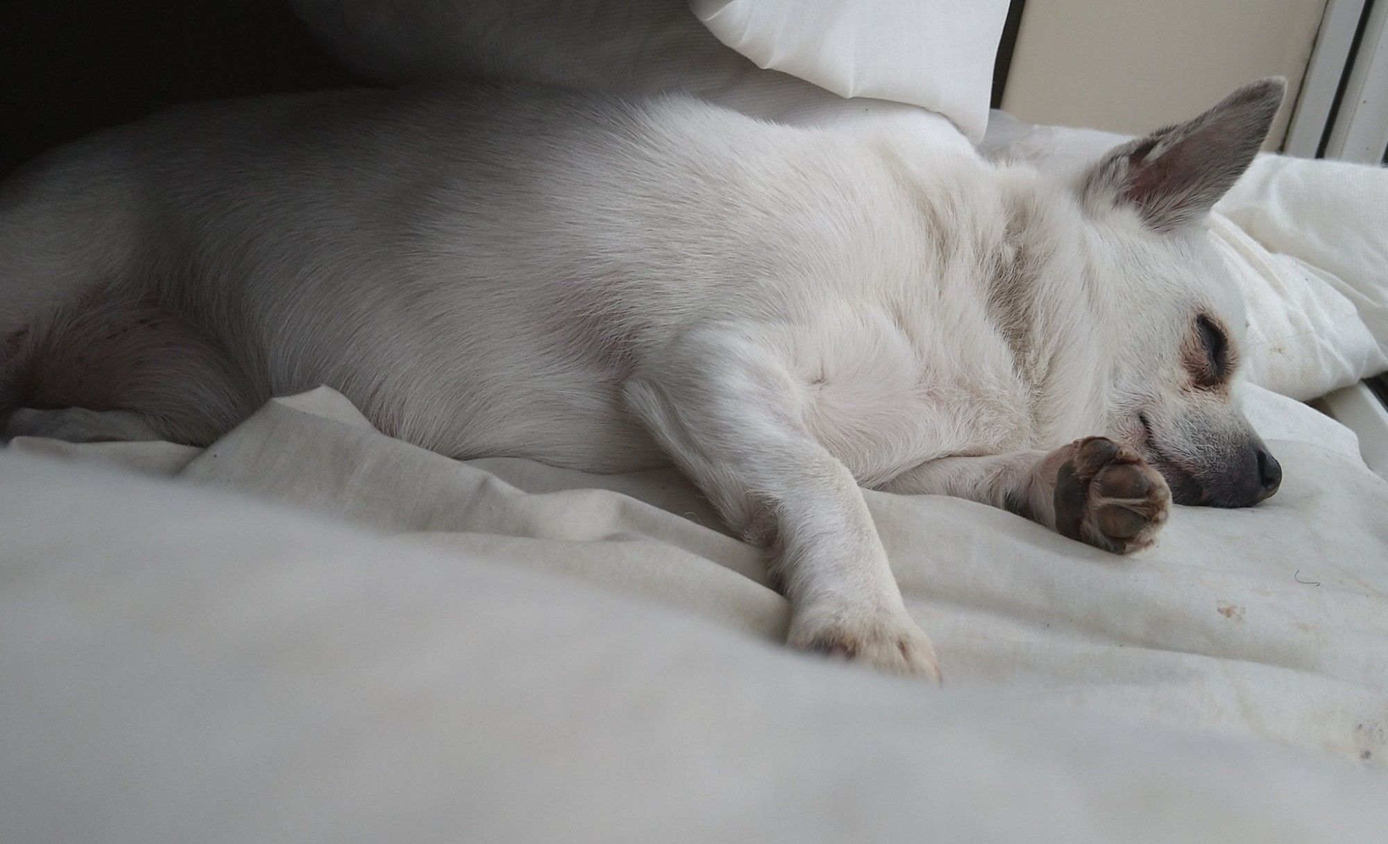 Picture of Juma, a chihuahua sleeping on the window sill