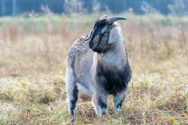 Baby goat