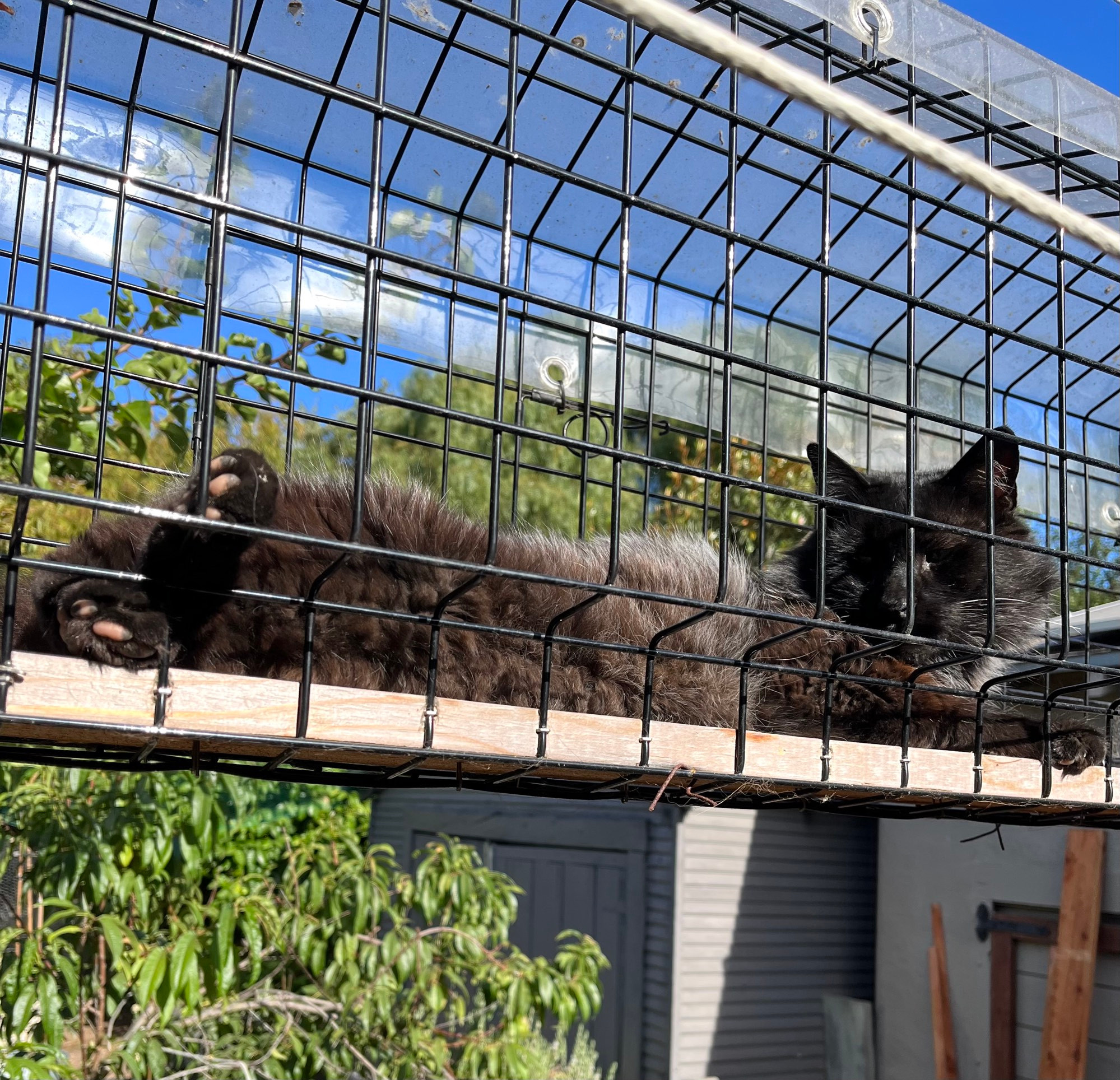 Photo: a floofy black cat lounges majestically on a black wire mesh “bridge” from the house to the detached garage. There are green trees in the background.