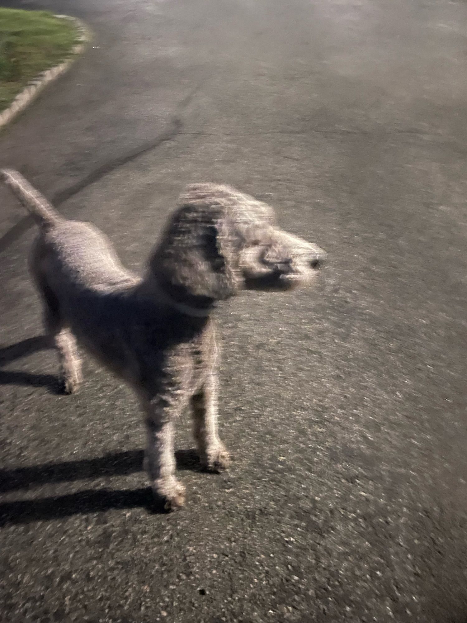 A silver poodle looks suspiciously at something out of frame