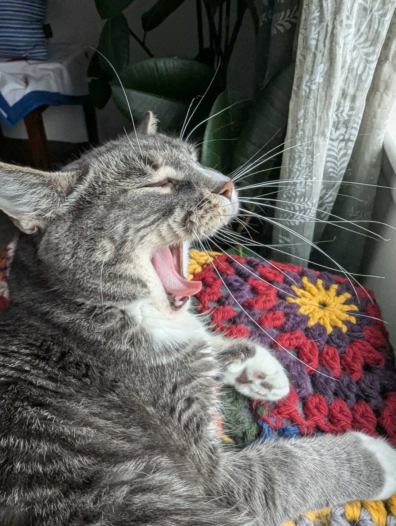 Cat yawning on afghan showing its whiskers from the side