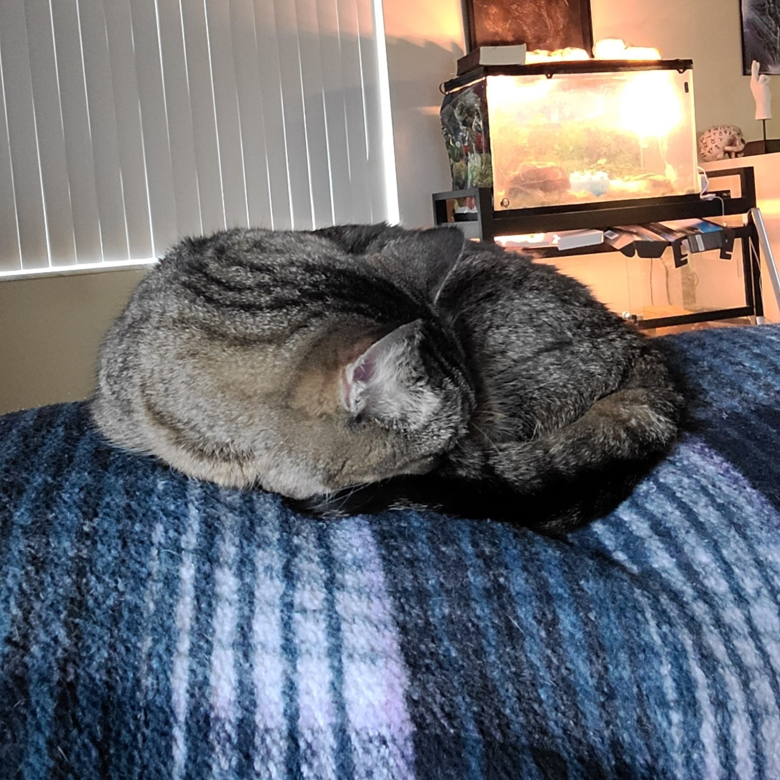 Photo of brown and beige tabby cat with black stripes curled up into a sleeping ball.