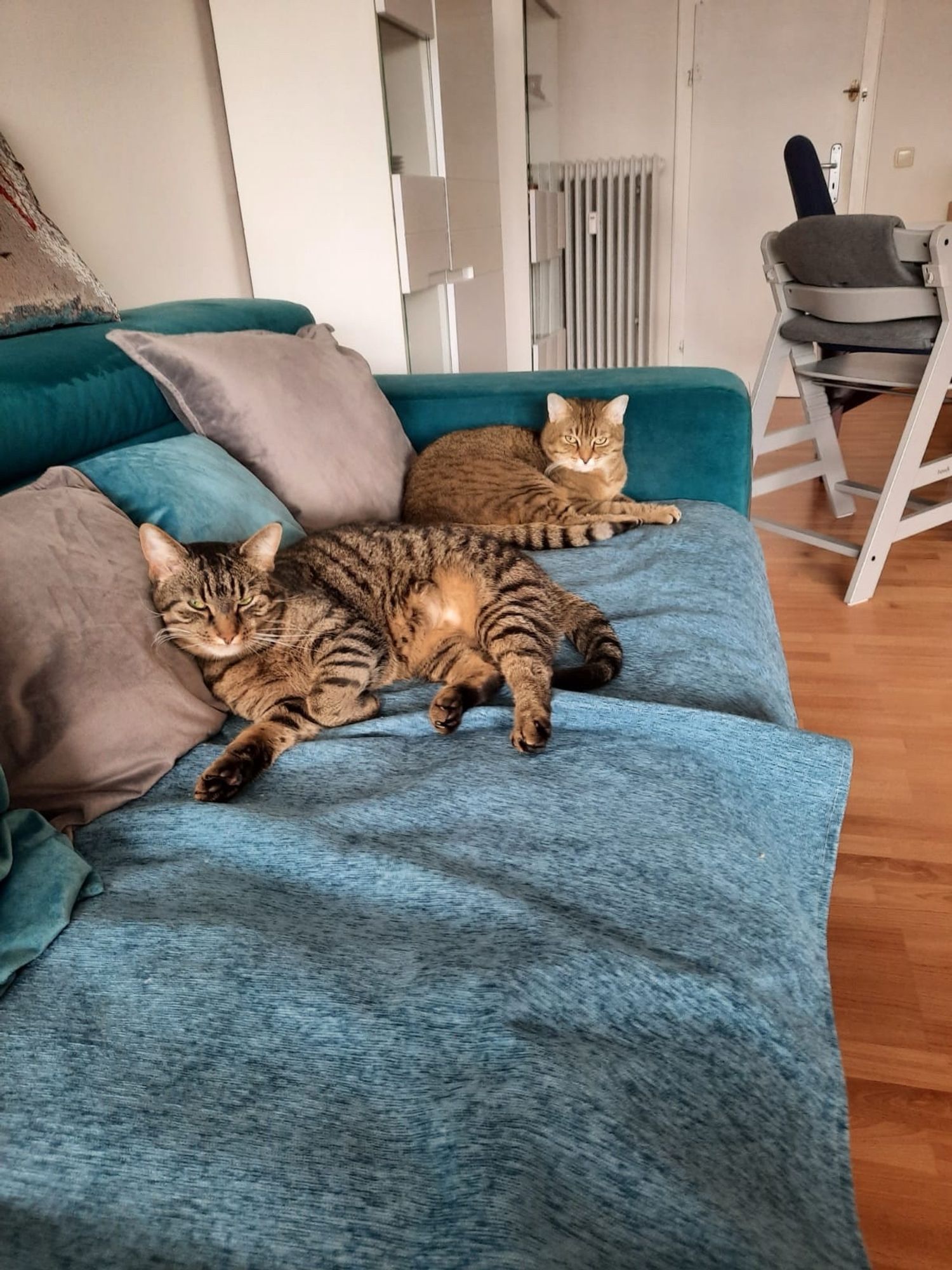 Zwei getiegerte Katzen auf dem Sofa.