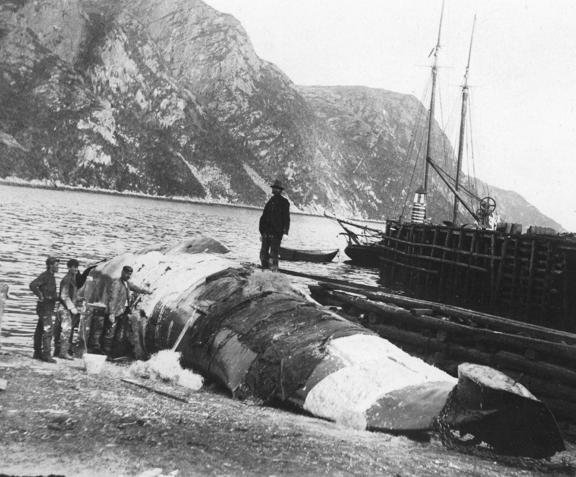 Black and white photo of dead whale on a beach. One man is standing on it, several other men are laying sheets of plaster on its flank.