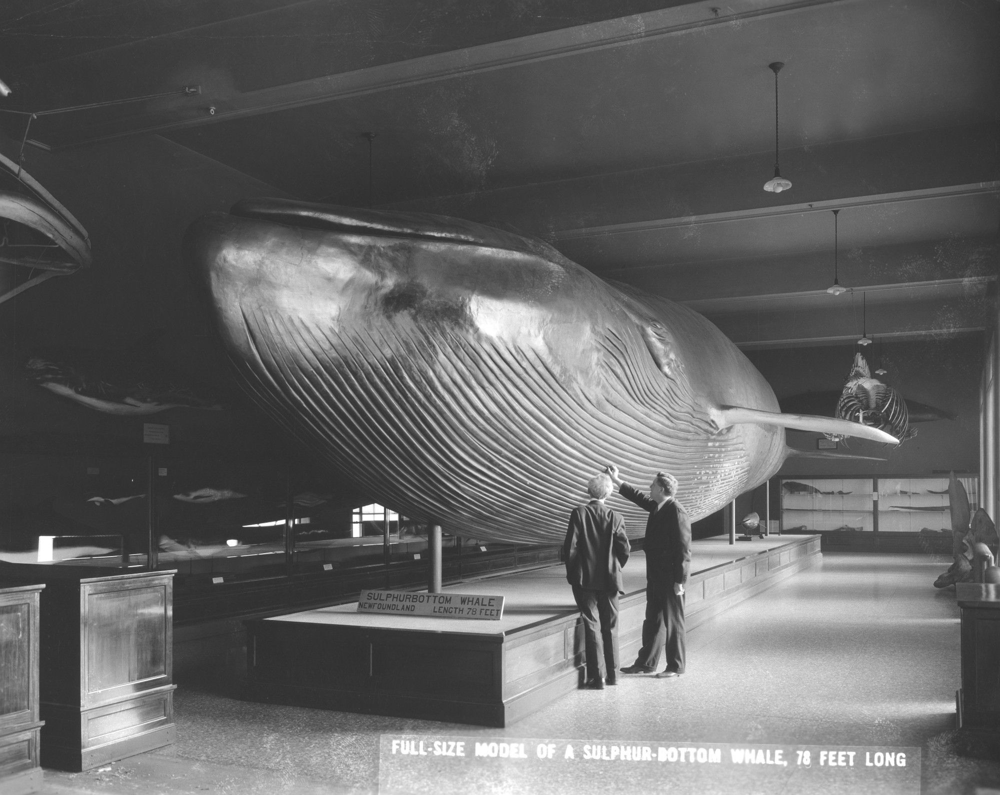 Black and white photo of a dark museum gallery dominated by a boat-sized, stiff model of a whale. Two people are gesturing at it.