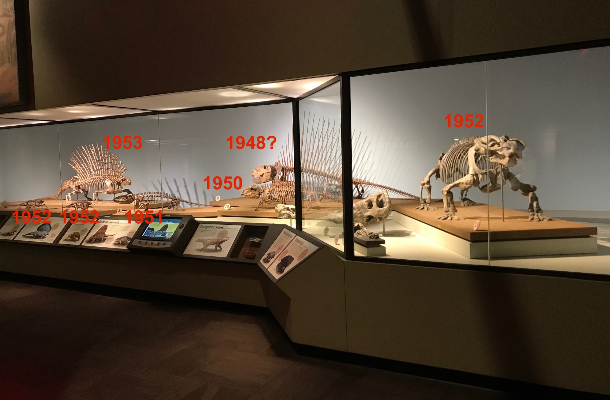 Casea: 1952
Varanops: 1942
Ophiacodon: 1951
Dimetrodon: 1948
Sphenacodon: 1950
Aulacephalodon: 1952