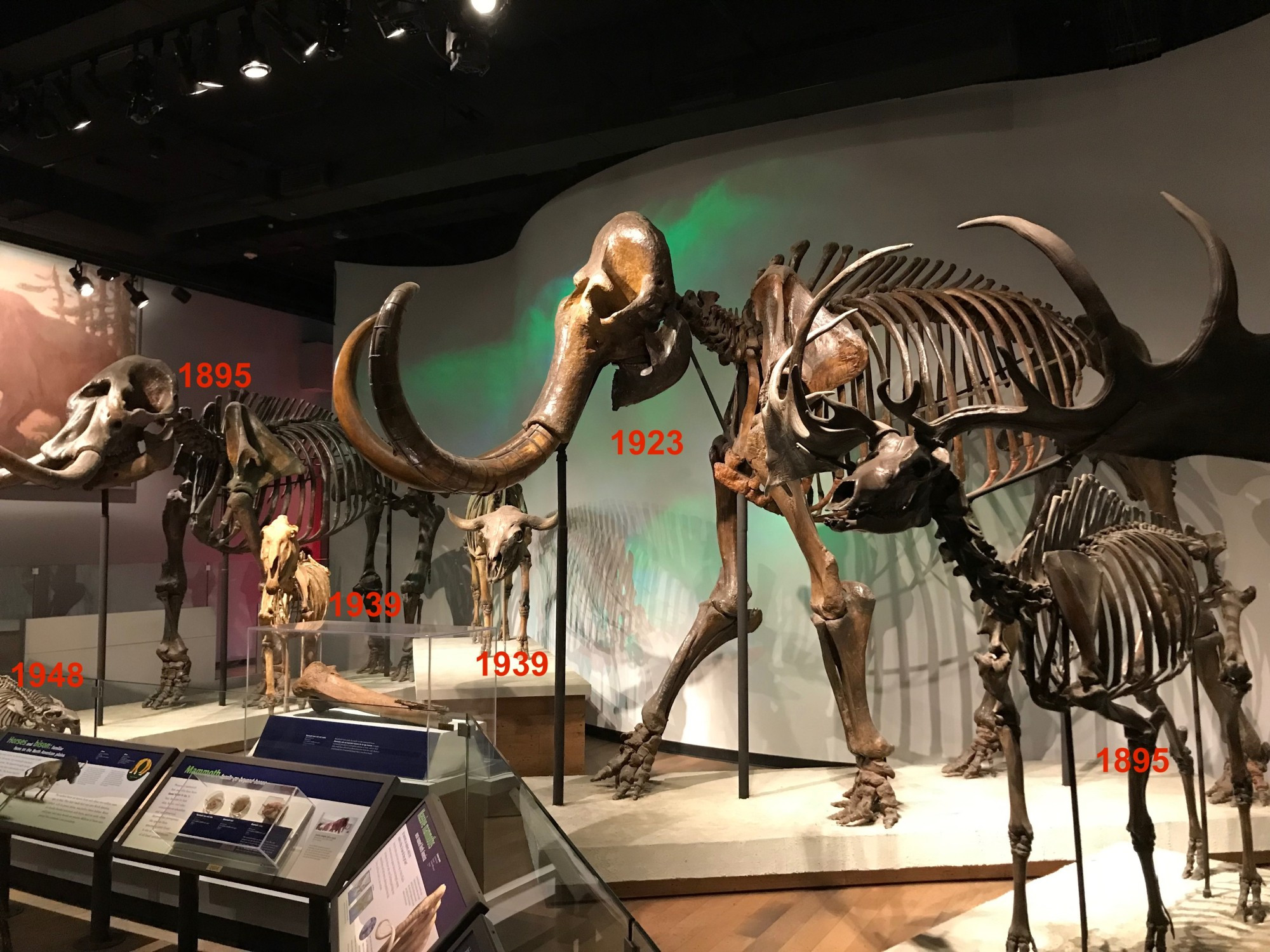 Mammut: 1895
Megaloceros: 1895
Mammuthus: 1923
Equus simplicidens: 1939
Bison antiquus: 1939
Castoroides: 1948