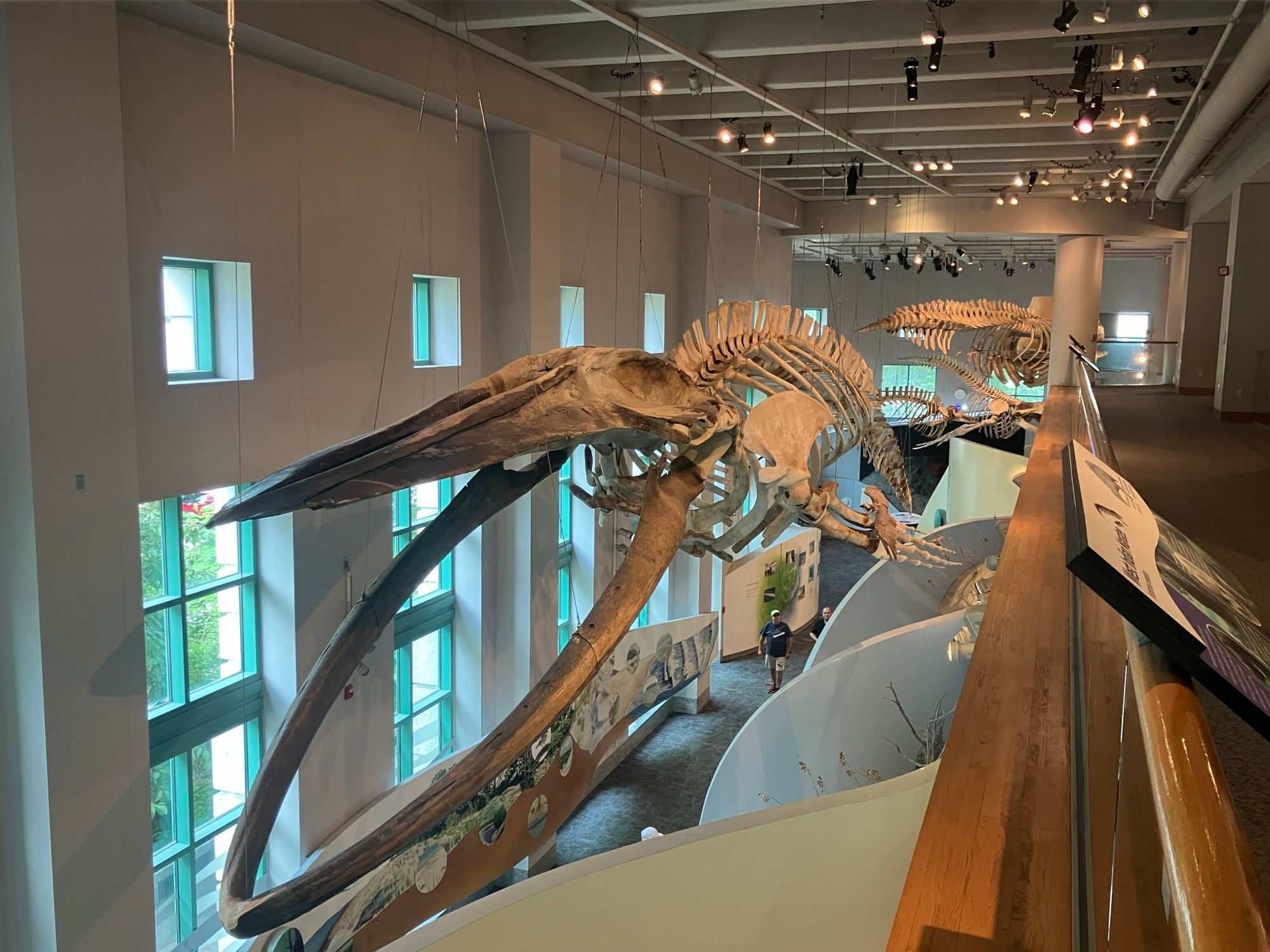 Giant whale skeleton hangs next to a balcony.