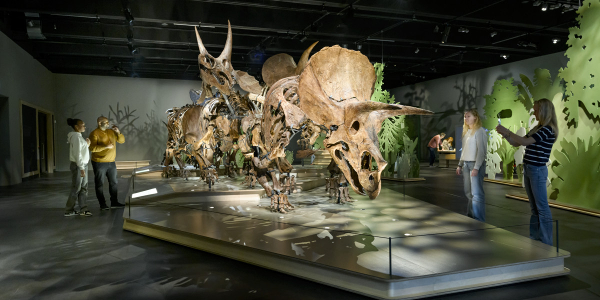 Museum gallery with Triceratops skeletons in different poses on central platform. Minimalist forest scenery on the surrounding walls.