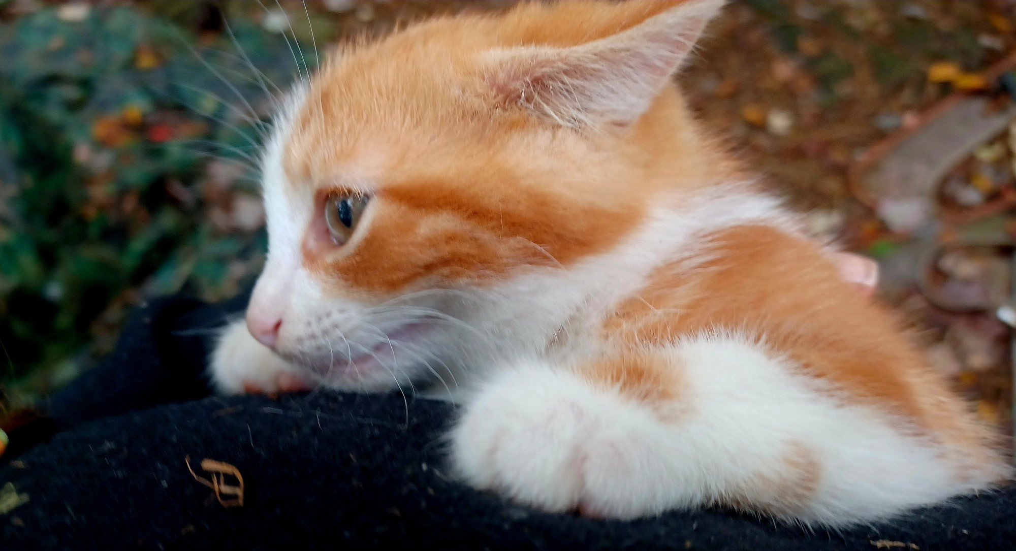 A weanling age orange marble on white kitten.   His face is in profile, ears are laid back in "considering violence" mode.  He's being held against my chest (pic from my POV) and is clearly unimpressed.