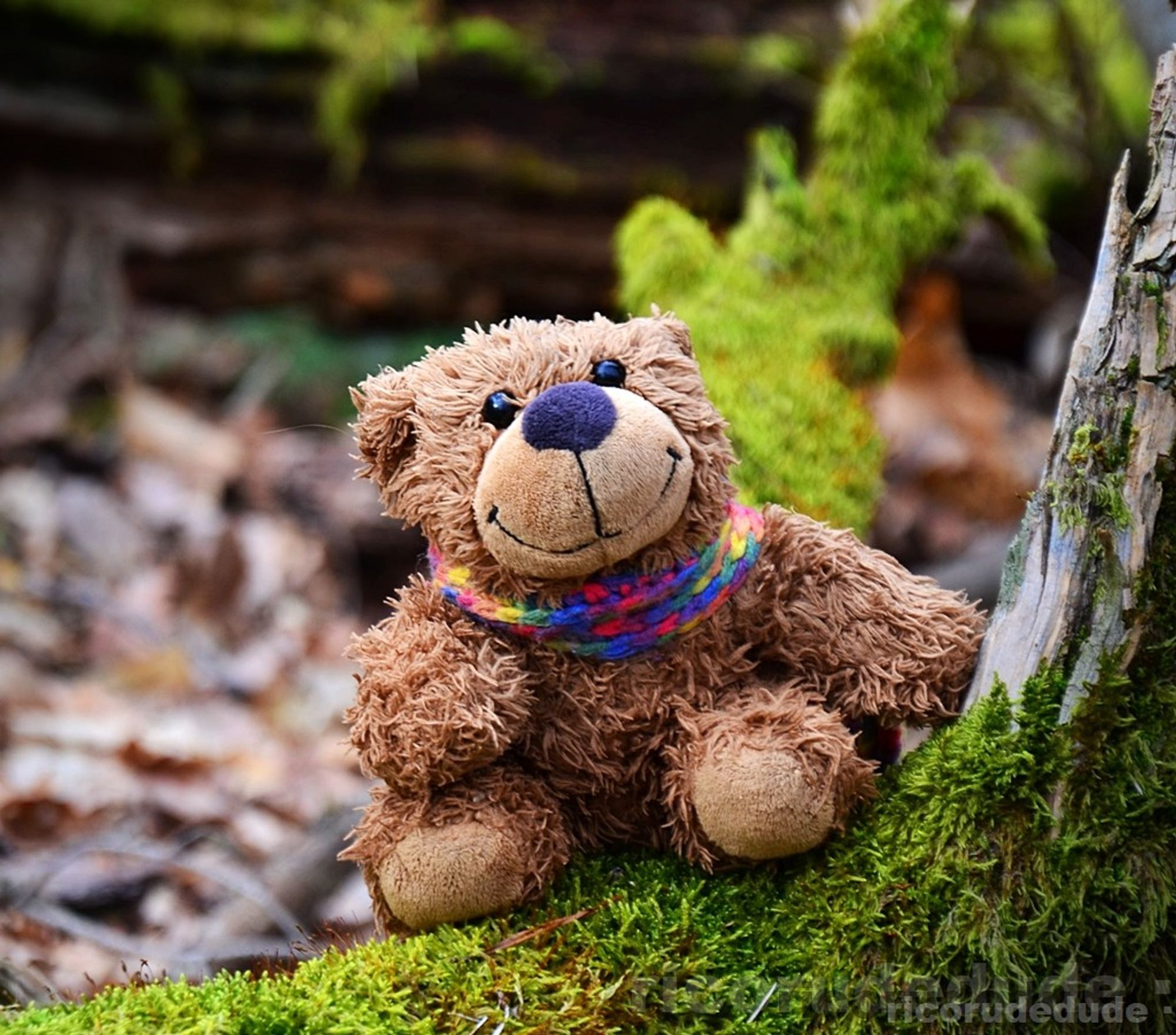 FOTO eigen

Bärnhardt, der Lümmelteddy, im Wald. Er sitzt auf einem Ast und ist stolz, dass er so hoch in den Baum klettern konnte.