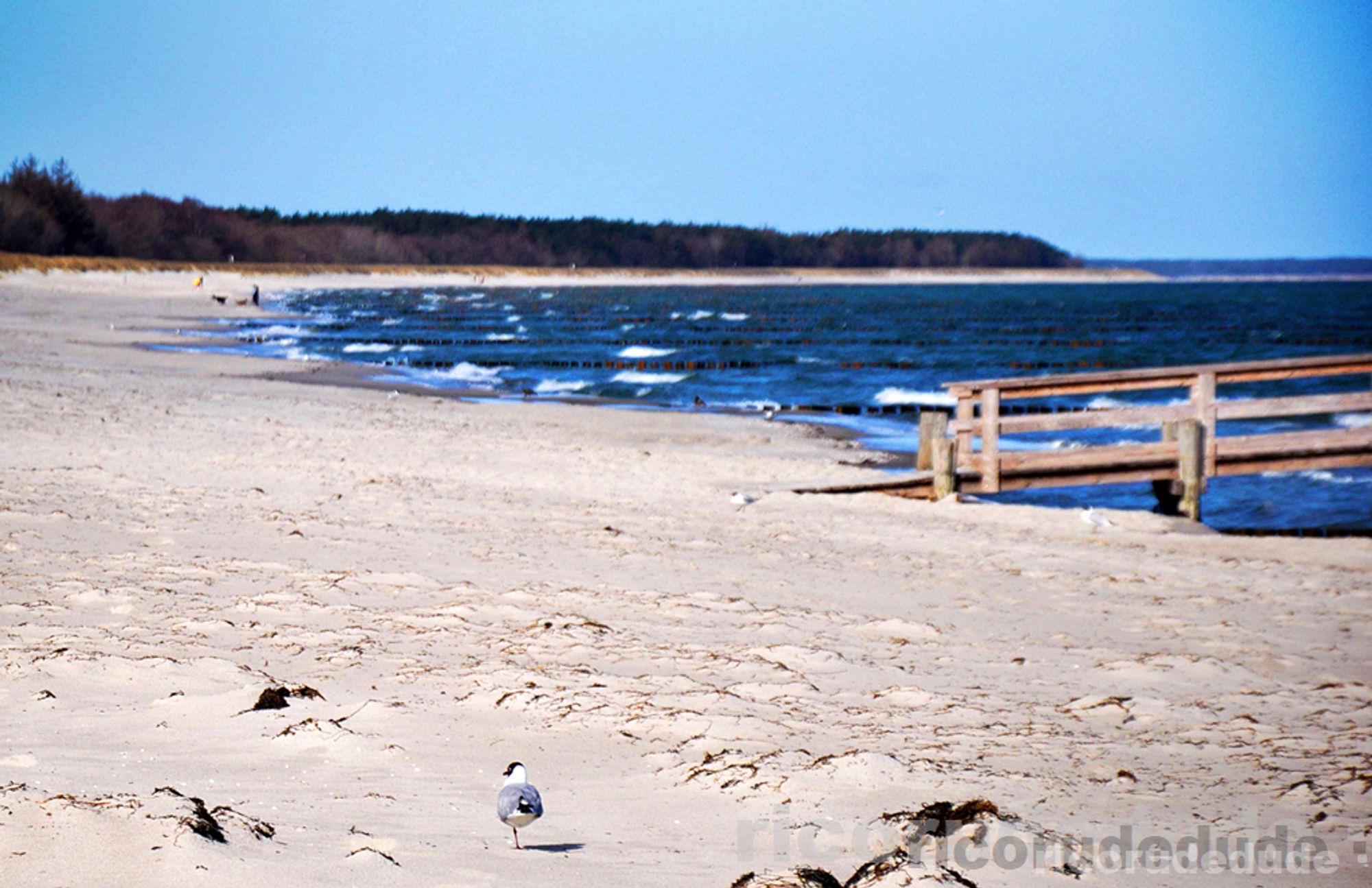 FOTO eigen

Landschaftsbild am Ostseestrand. Im Vordergrund scheint eine Möwe gemütlich über den Strand zu schlendern. Am rechten Bildrand das Meer und der Beginn einer Seebrücke. Im Hintergrund die bewaldeten Dünen.