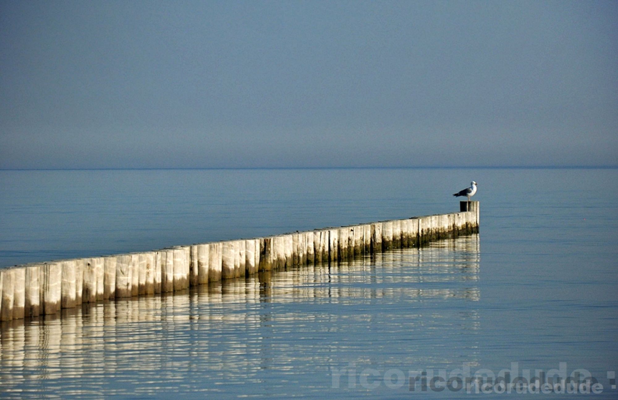 FOTO eigen

Eine einzelne Möwe sitzt im Morgenlicht auf einer Buhnenreihe am Strand der fast völlig glatten Ostsee.