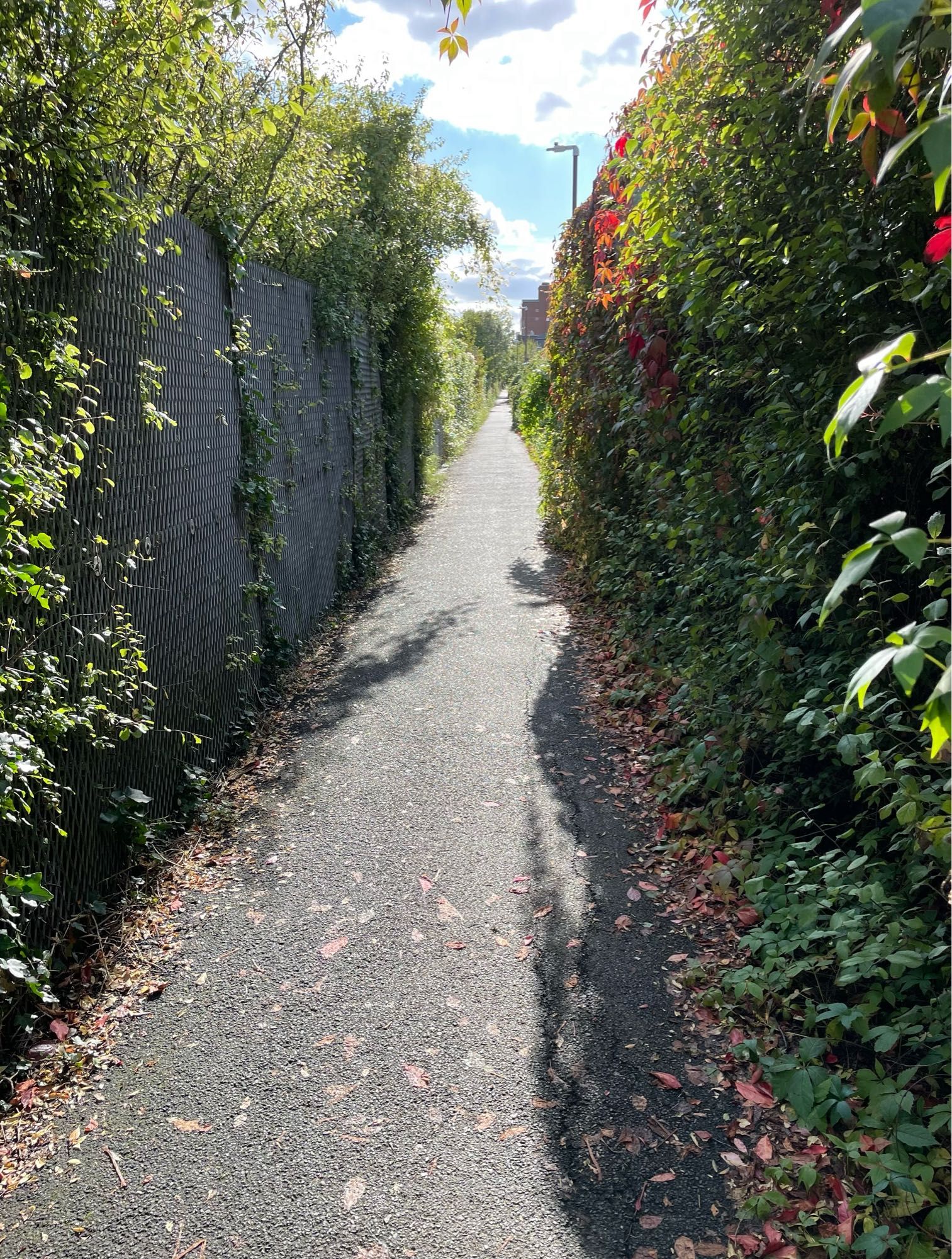 An alleyway, metal fence to the left, plants growing all round, some hints of red, blue sky and clouds in the distance