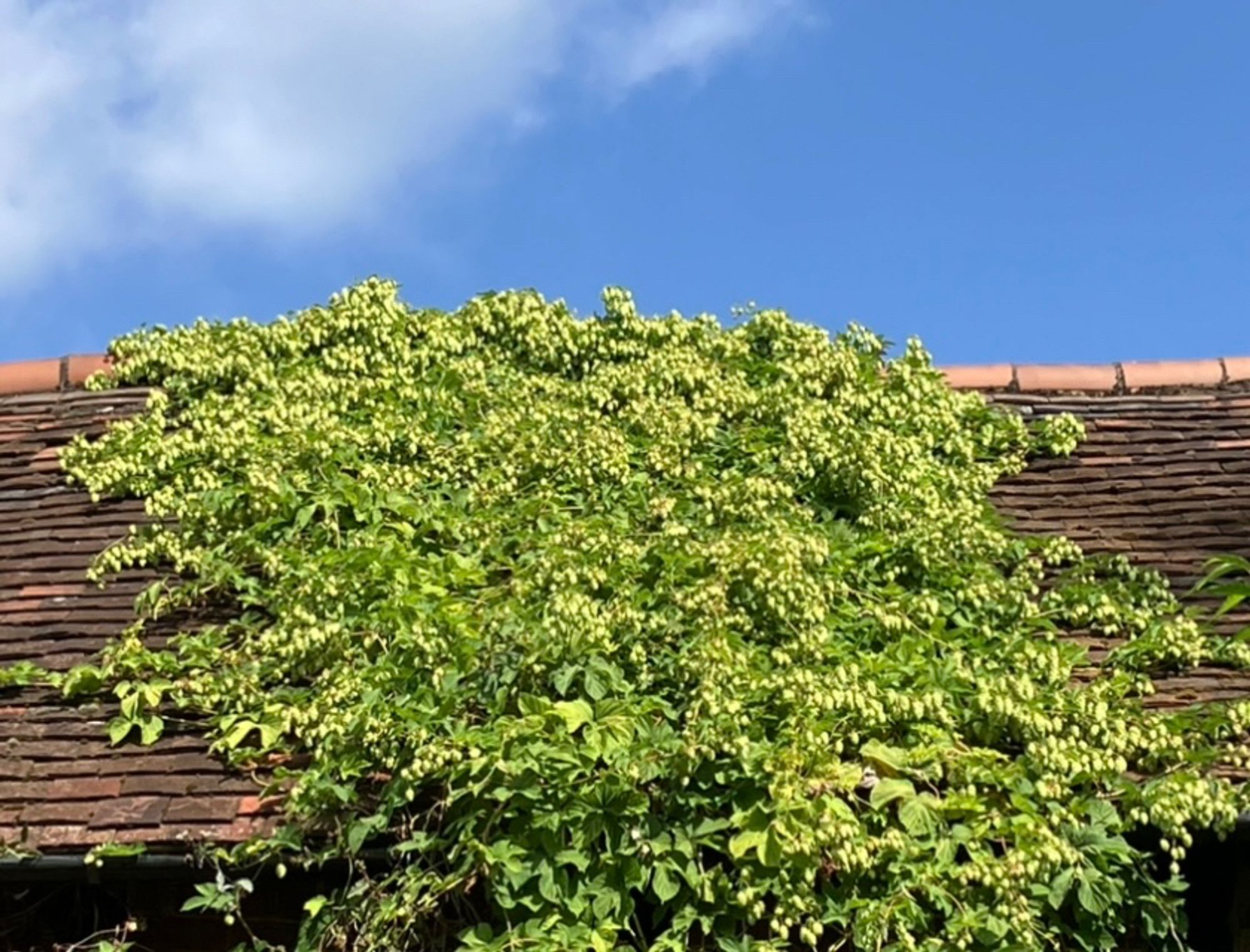 A hop climbing over an old tile roof
In flower