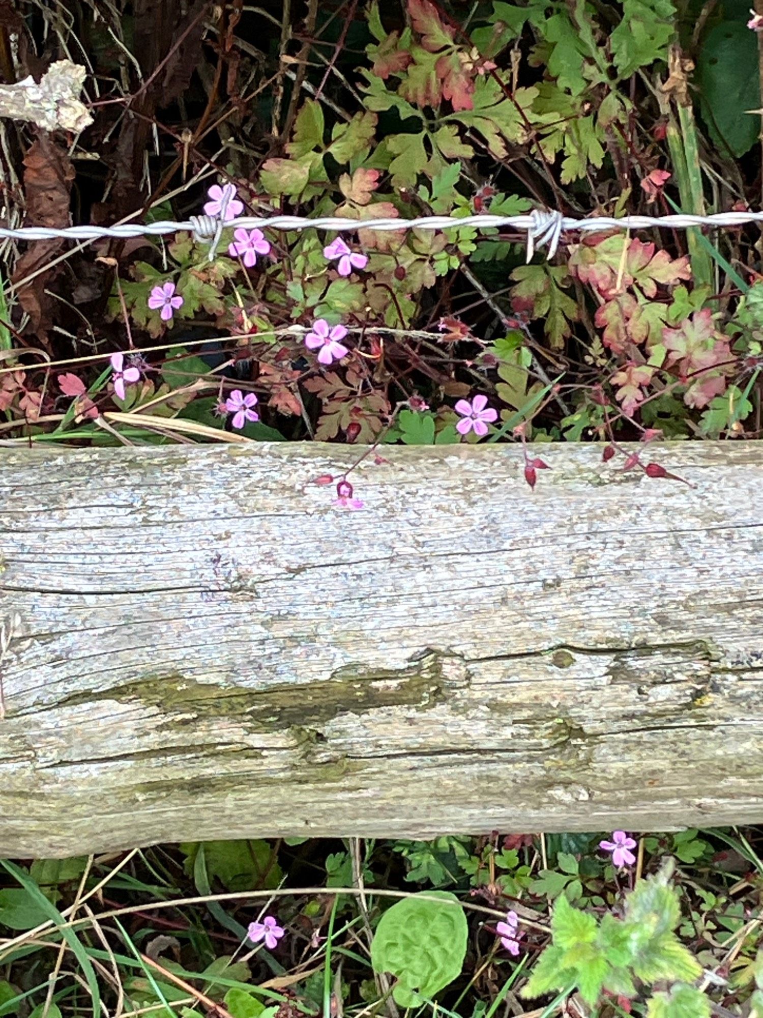 Photo of the bottom of a hedge showing little pink flowers and red-tinged leaves, behind a horizontal fence rail and a strand of barbed wire. Herb Robert, one of the uk native Geraniums.