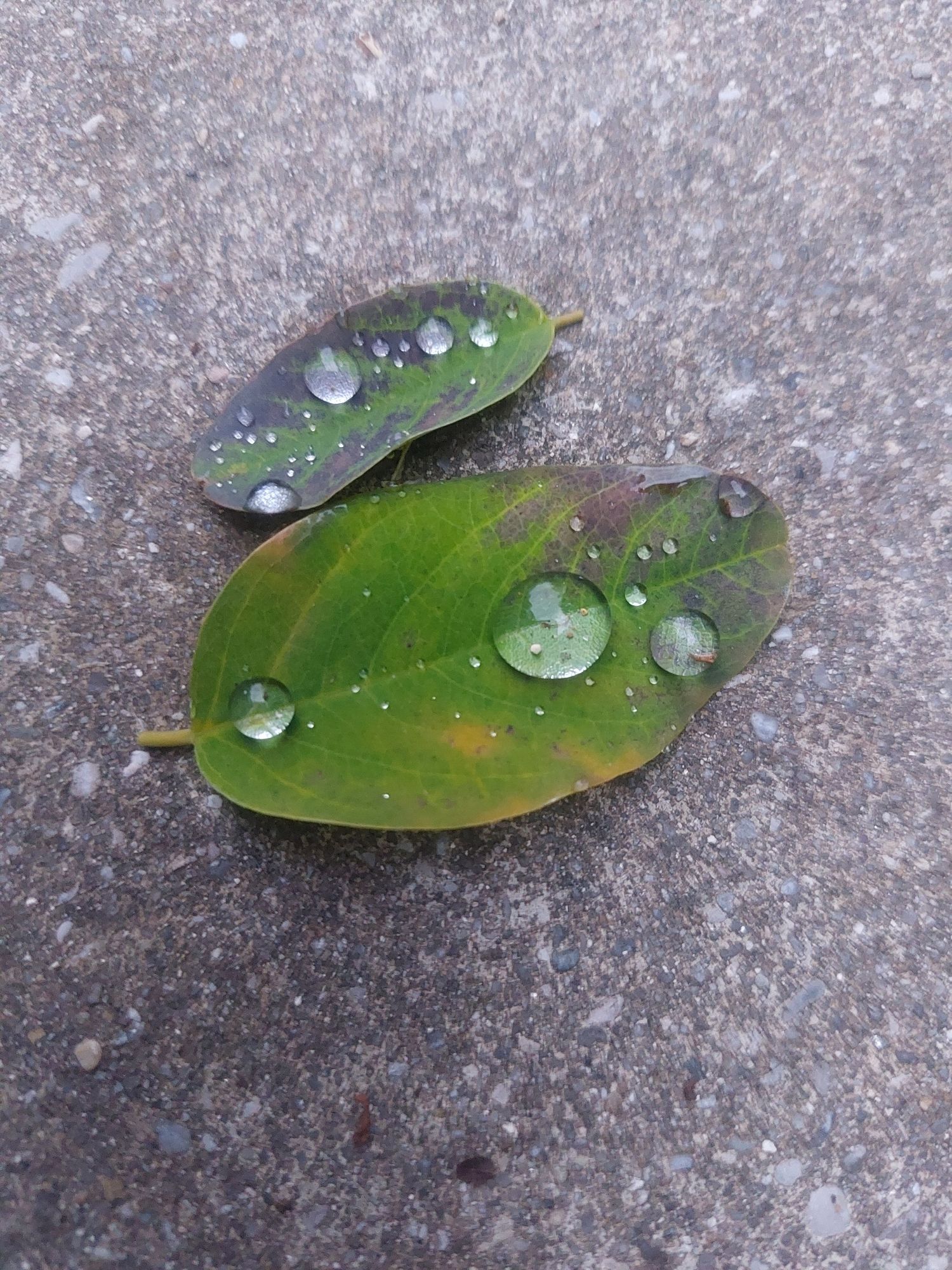 Zwei Blätter auf dem Asphalt. Darauf haben sich vereinzelt unterschiedlich große Wassertropfen gesammelt.