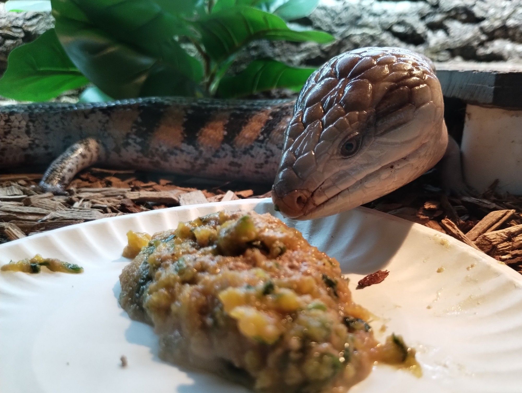 A blue tongue skink preparing to shove her face into a plate of food.