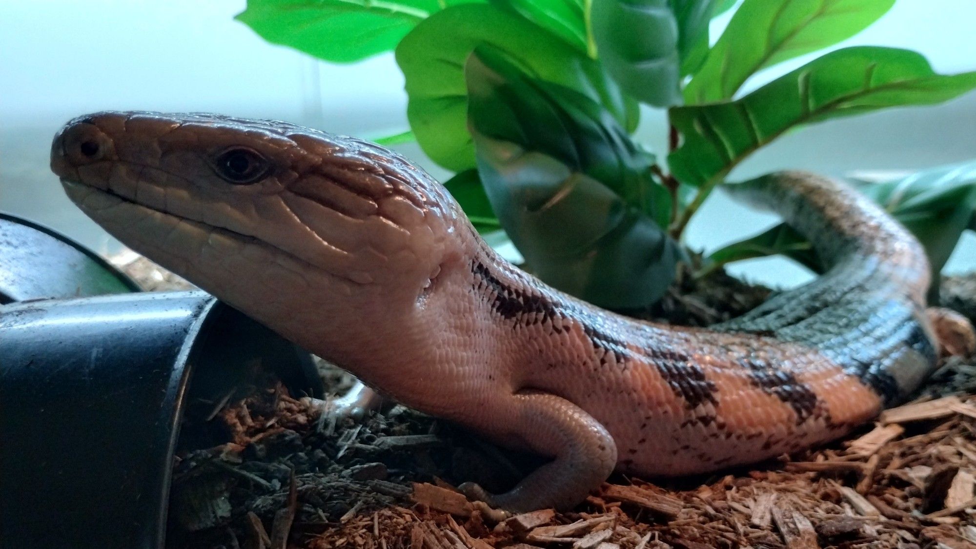 A blue tongue skink posed majestically with her head resting on the tip 6 of a black plastic tunnel.