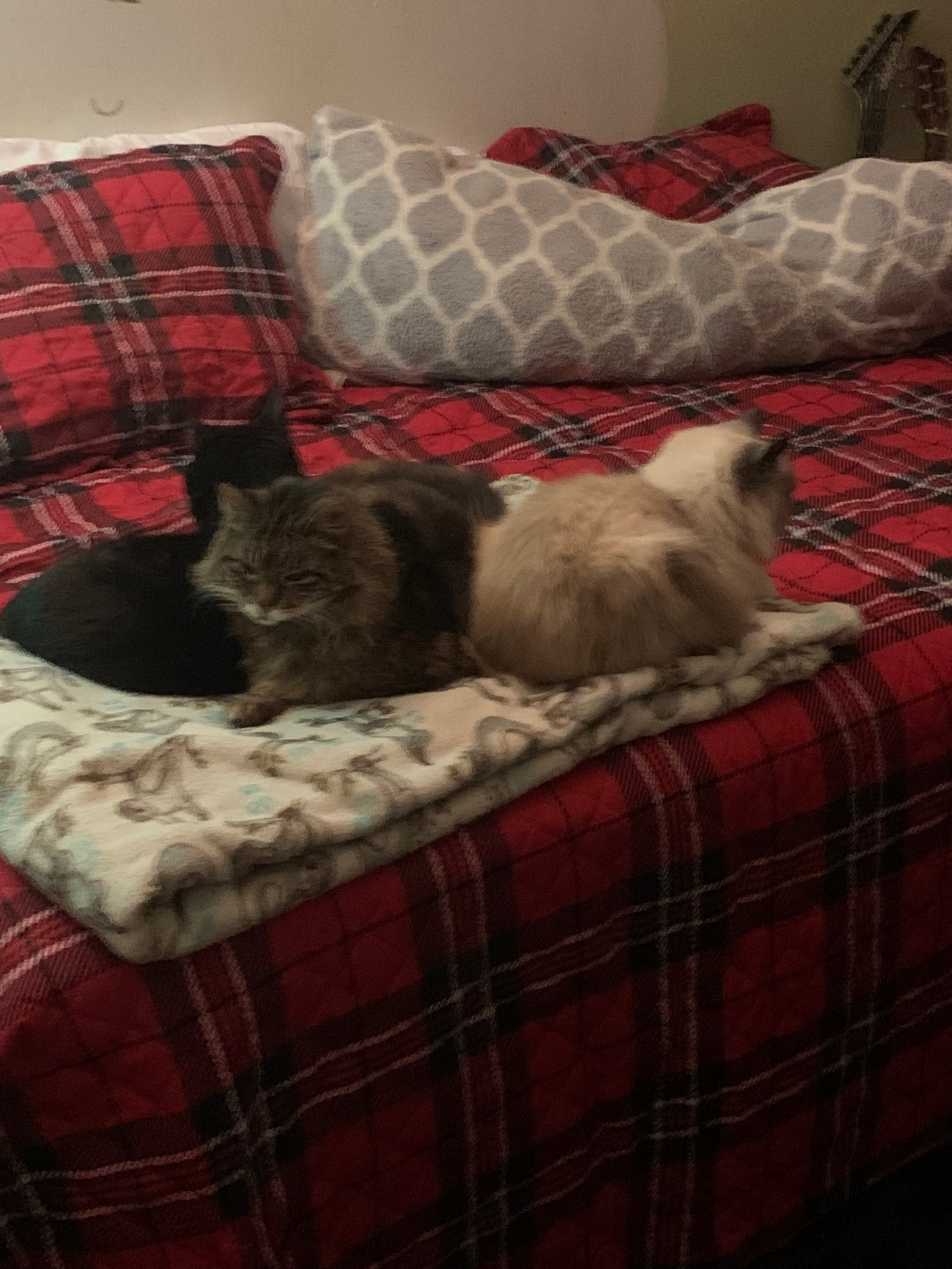 3 cats snuggled up on a bed