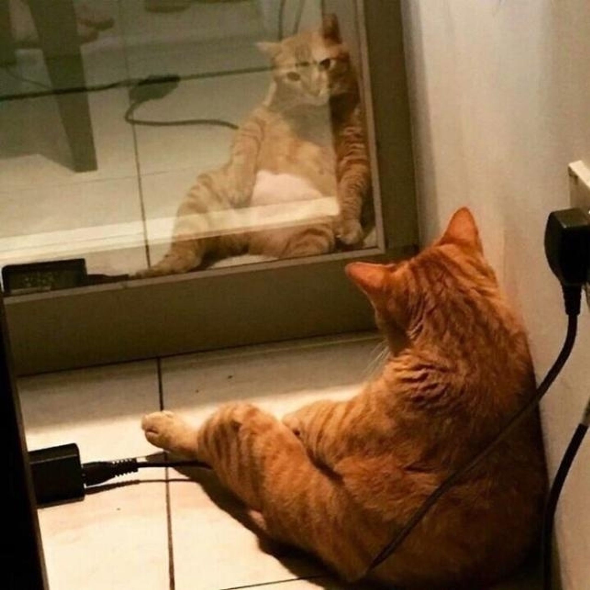 Orange Tabby cat stares at himself through a mirror. (He sitting)