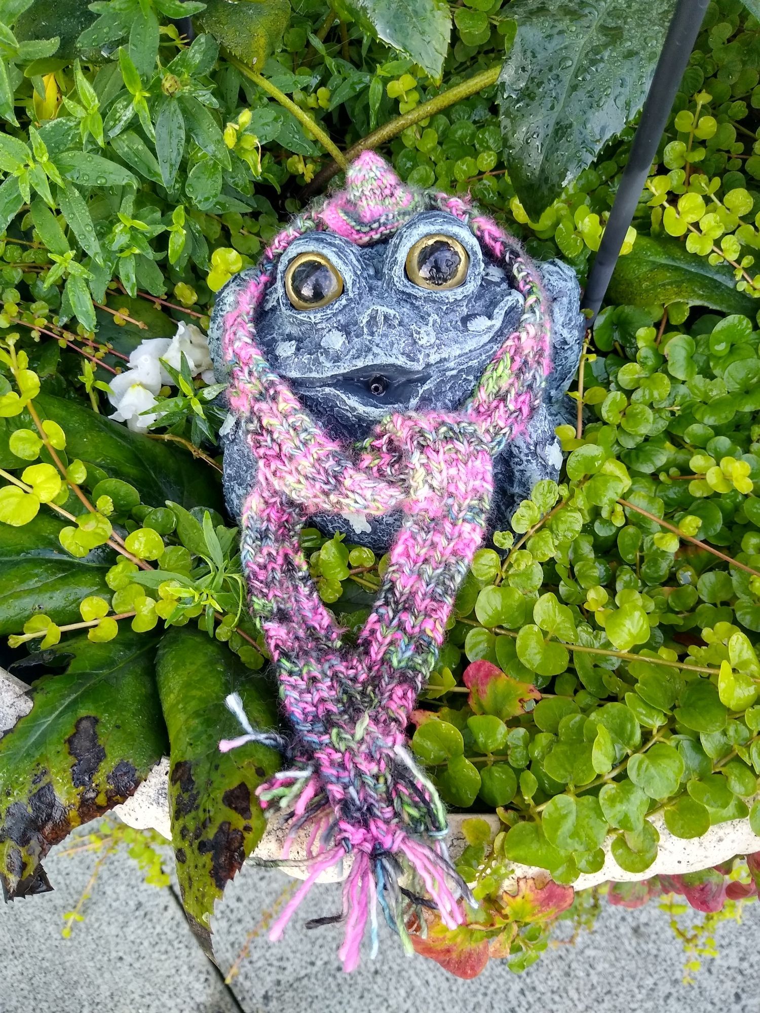 A faux verdigris resin statuette of a frog sits surrounded by vines and blossoms in a planter. He is wearing an incongruous woolly scarf and hat set in a riot of pinks, blues, greens, and grays. He looks very pleased to be dressed such. His name is Romeo.