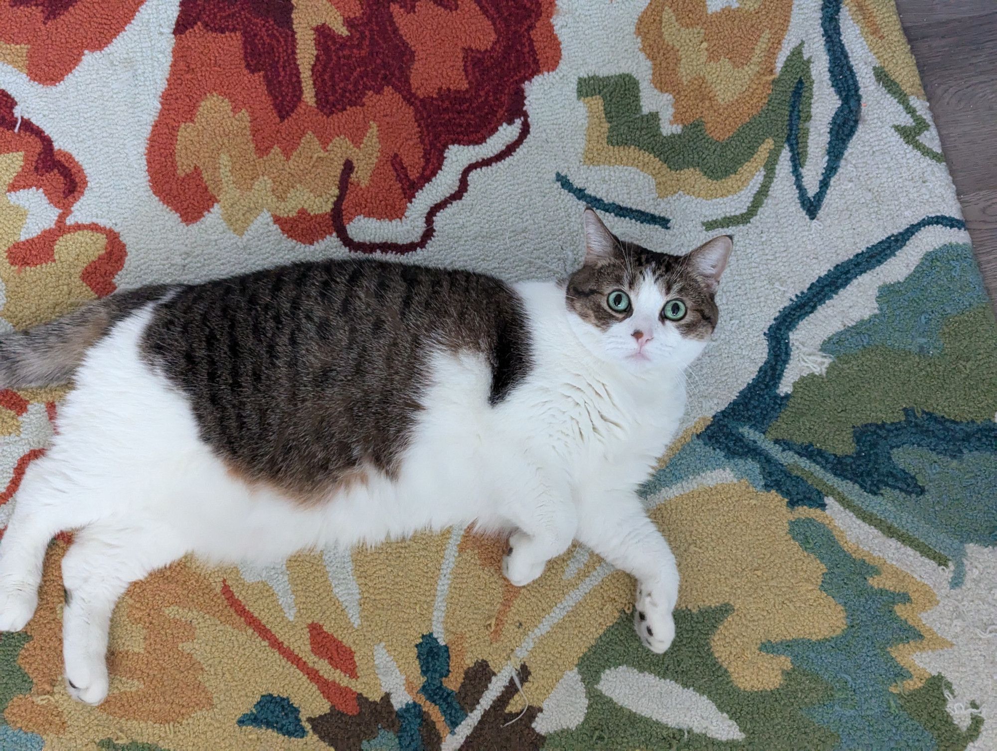 A cat, laying on an area rug with large flowers. She is staring at the camera with alarmed eyes