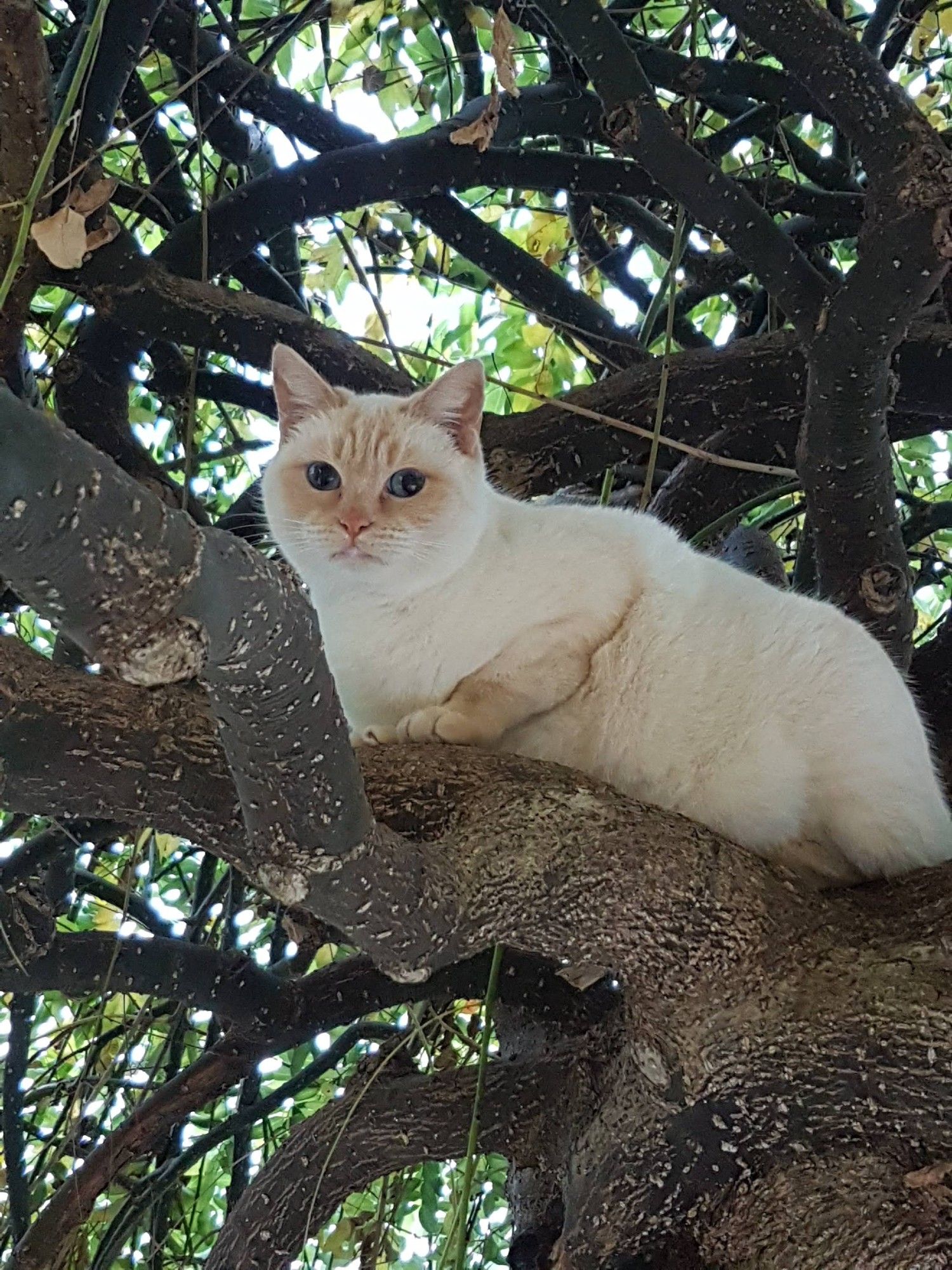 Rather nice looking cat in the tree in my yard. He was clearly assessing my suitability as his new landlord, but one of my resident cats made it clear he would not be welcome!