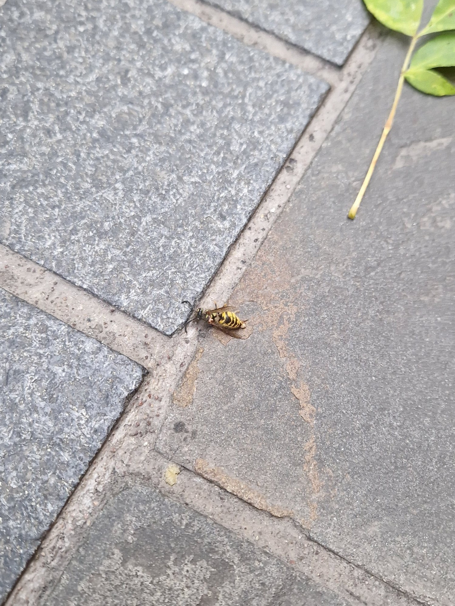 Wasp on the floor. Possibly dead.