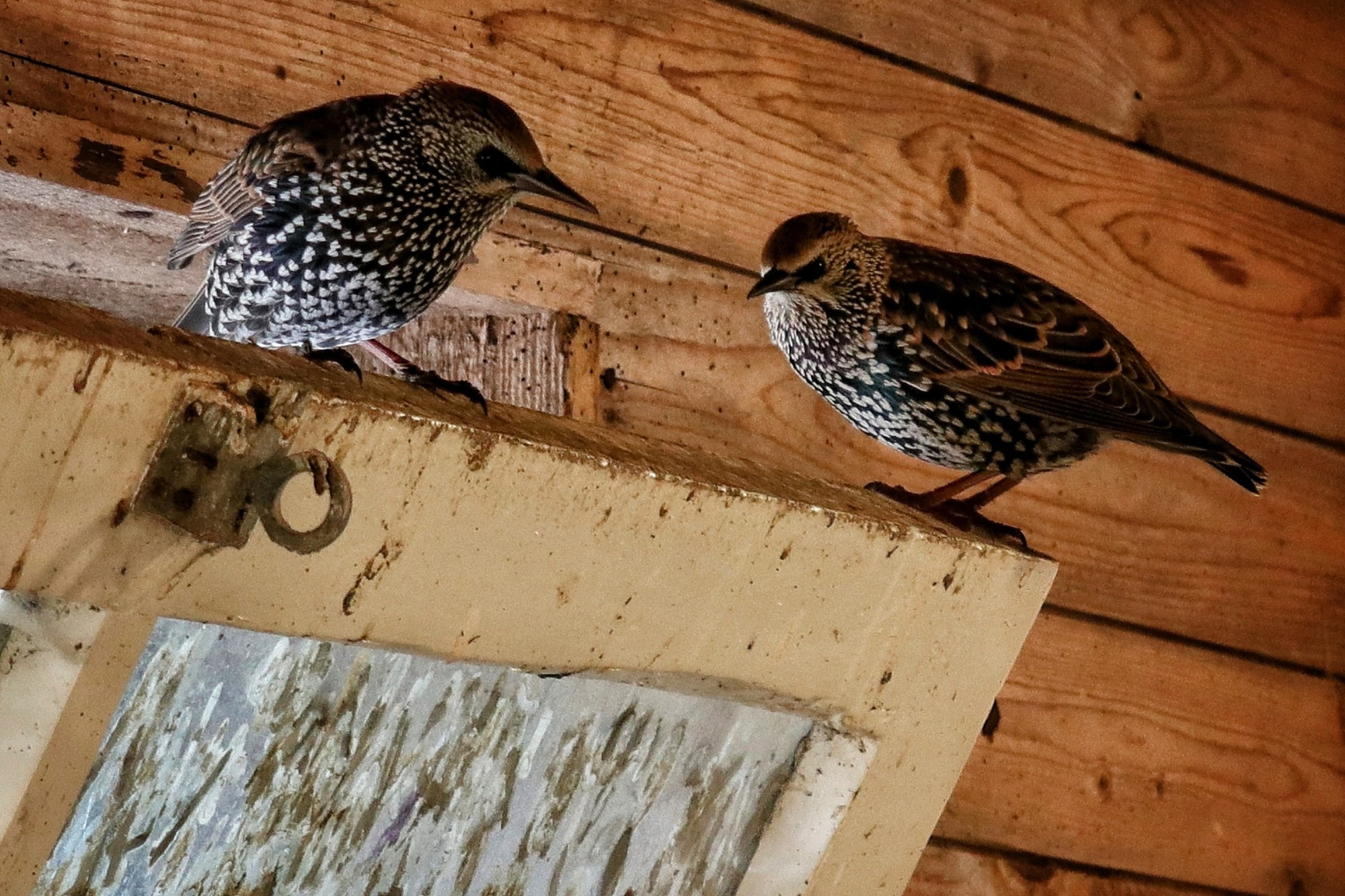 Twee spreeuwen op een openstaande raampje.