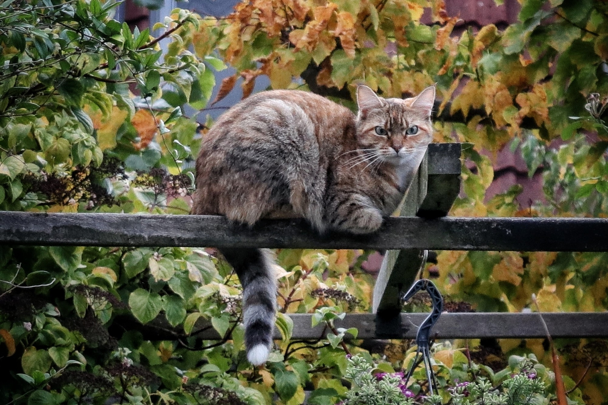 Poes in herfstkleuren op de pergola.