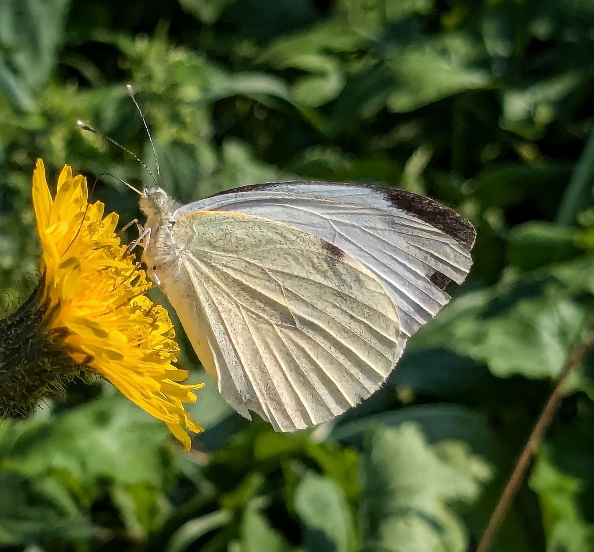 Geaderd witje in de felle zon op gele bloem. Vleugels gesloten. Van de zijkant gefotografeerd. Groene achtergrond.