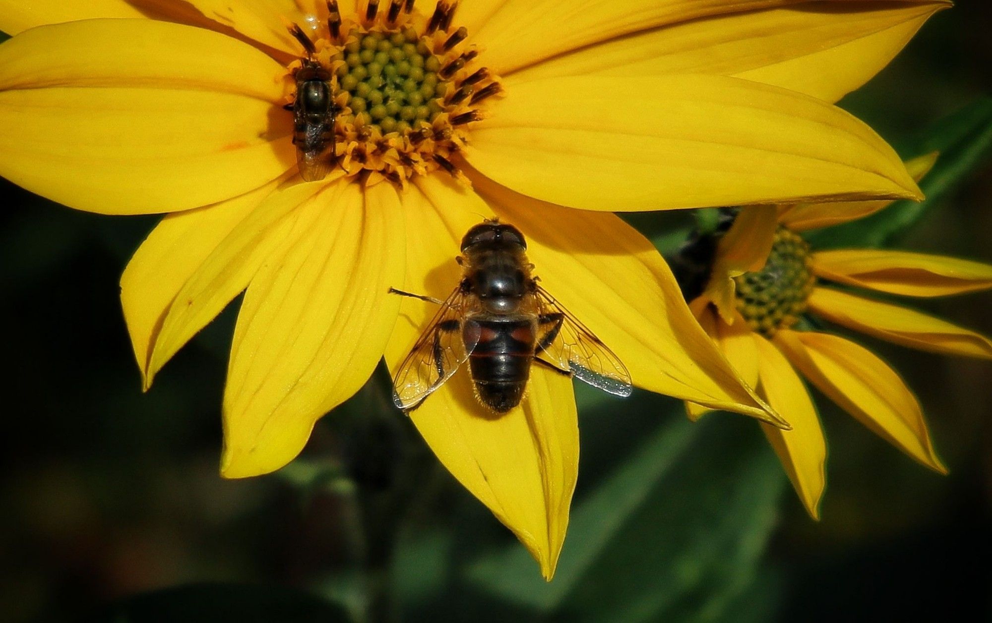 Bijen op gele bloem.