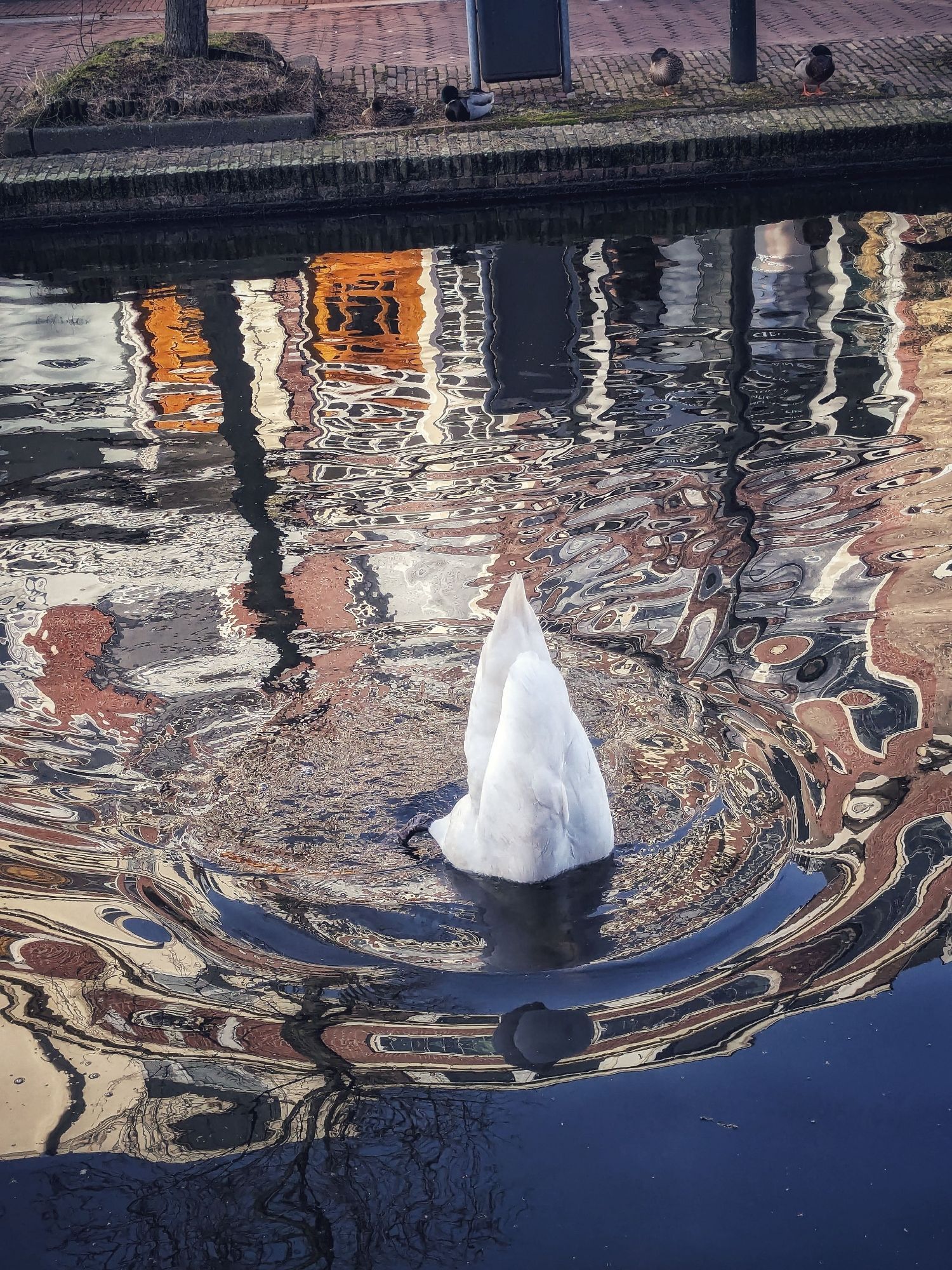 Achterste van een knobbelzwaan steekt uit het spiegelende water van een gracht. Wilde eenden op de kant.