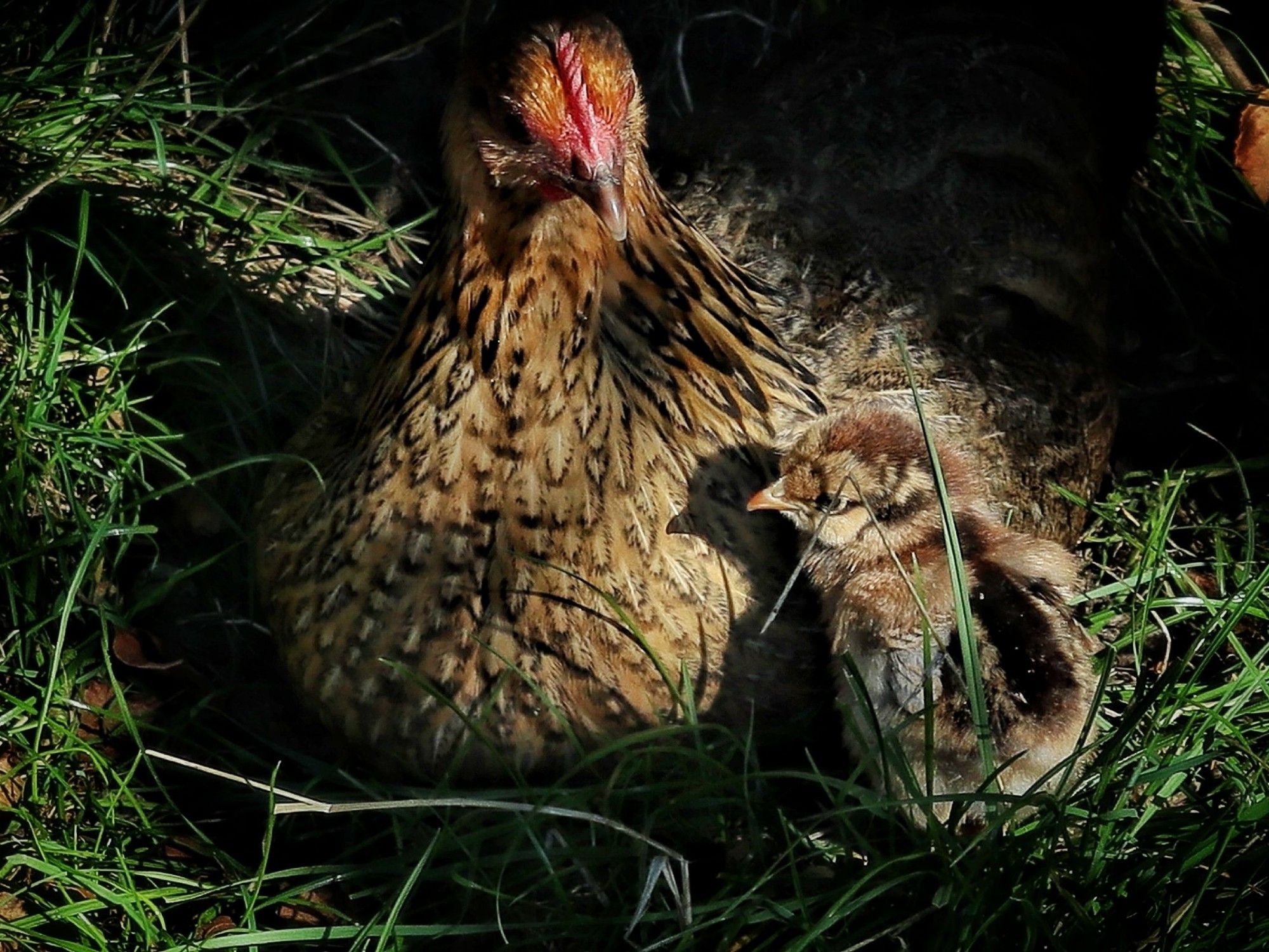 Mooie bruine kloek met bruin gemêleerd kuikentje in het gras.