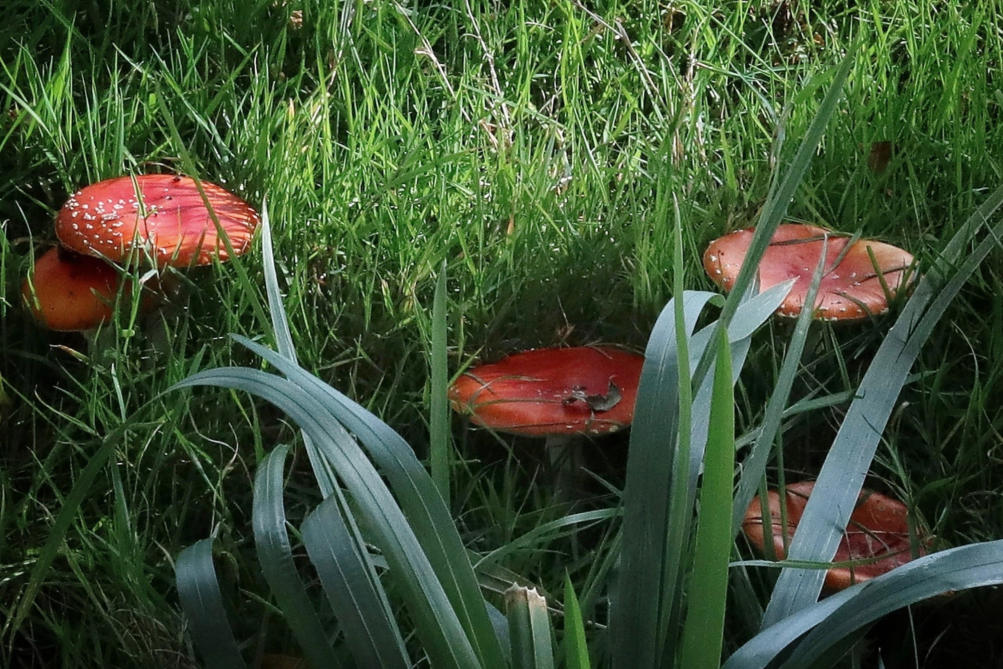 Groepje vliegenzwammen in het groene gras.