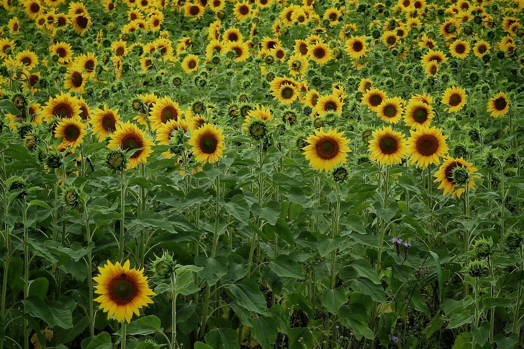 Veld met zonnebloemen.