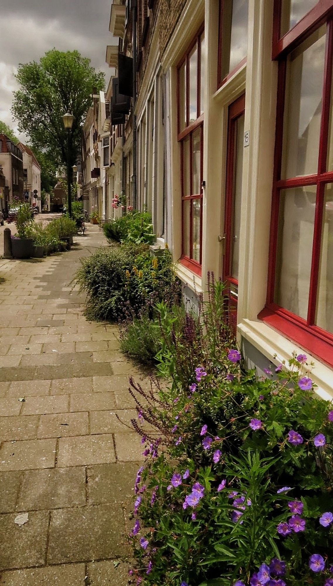 Bloemen in het trottoir langs een huizenrij.