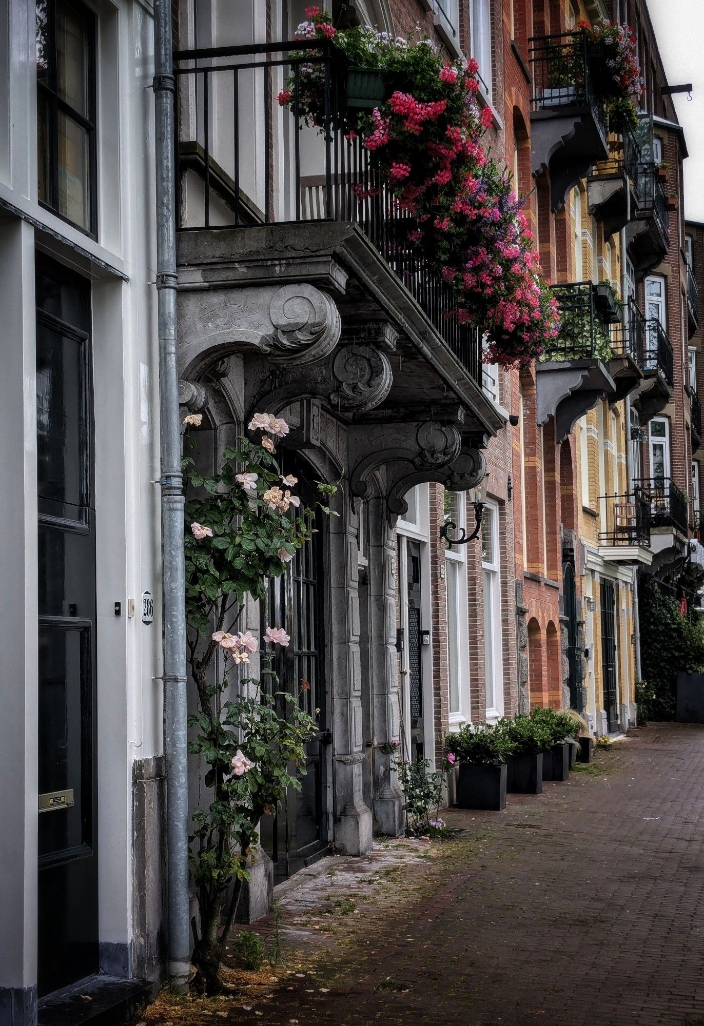 Stenen balkon met bakken geraniums. Klimroos langs de gevel. Grachtenpanden in verscheidene tinten