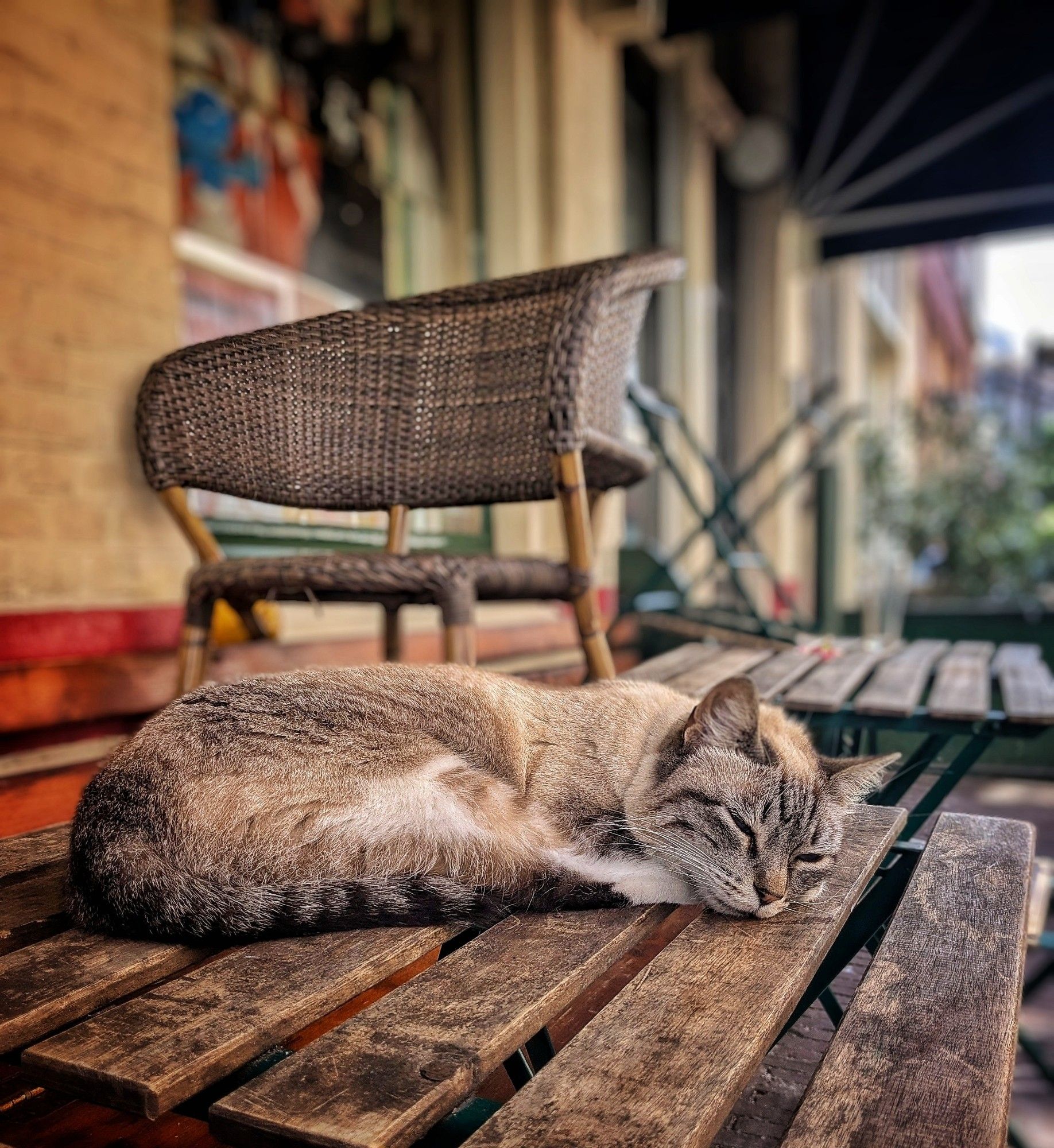 Mooie bruin/ beige poes diep in slaap op een tafel van houten latten. Gestreepte staart onder zich. Rotan stoel in de achtergrond.