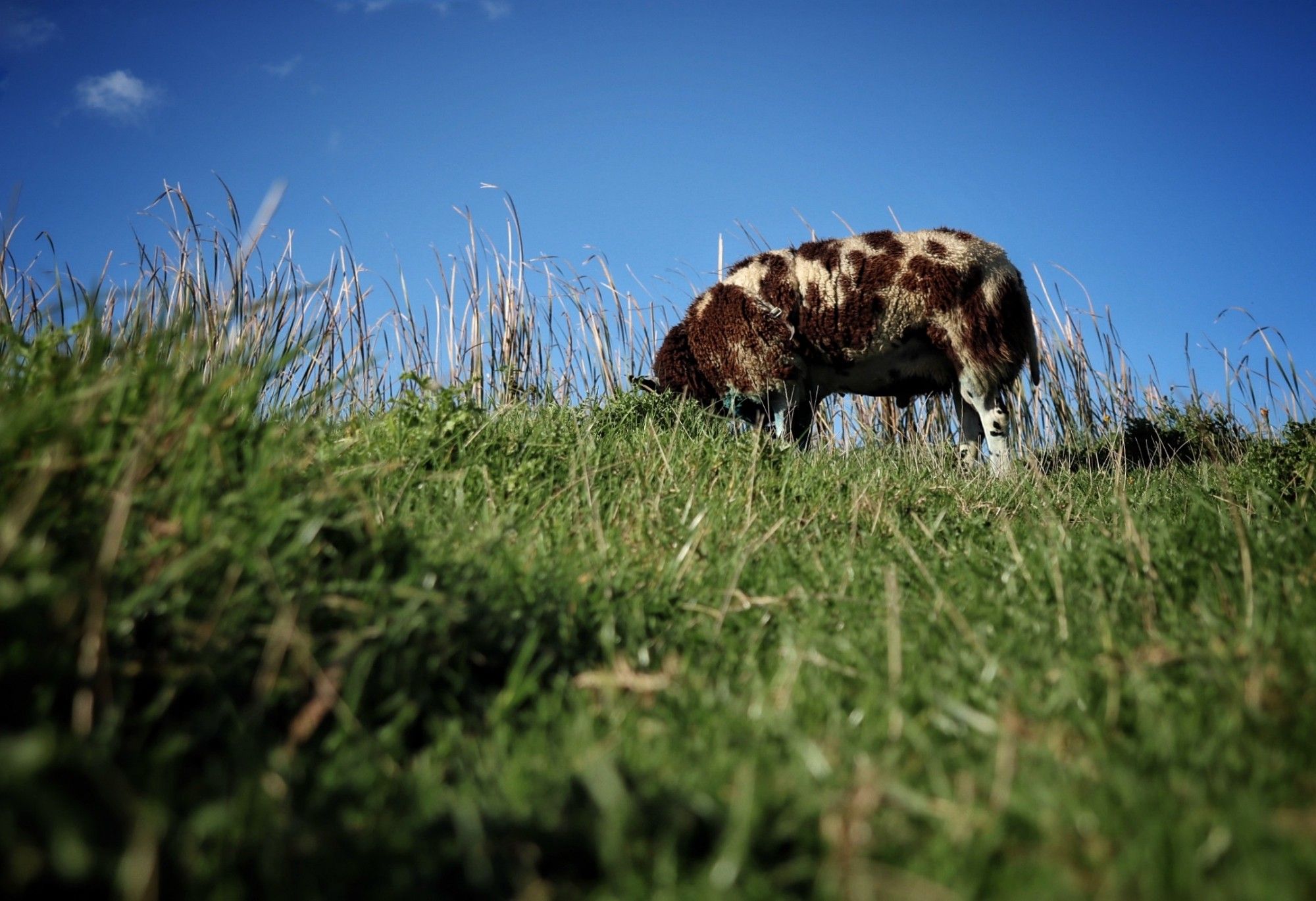 Bruin wit schaap op grassige dijk tegen blauwe lucht. Van onderaf.