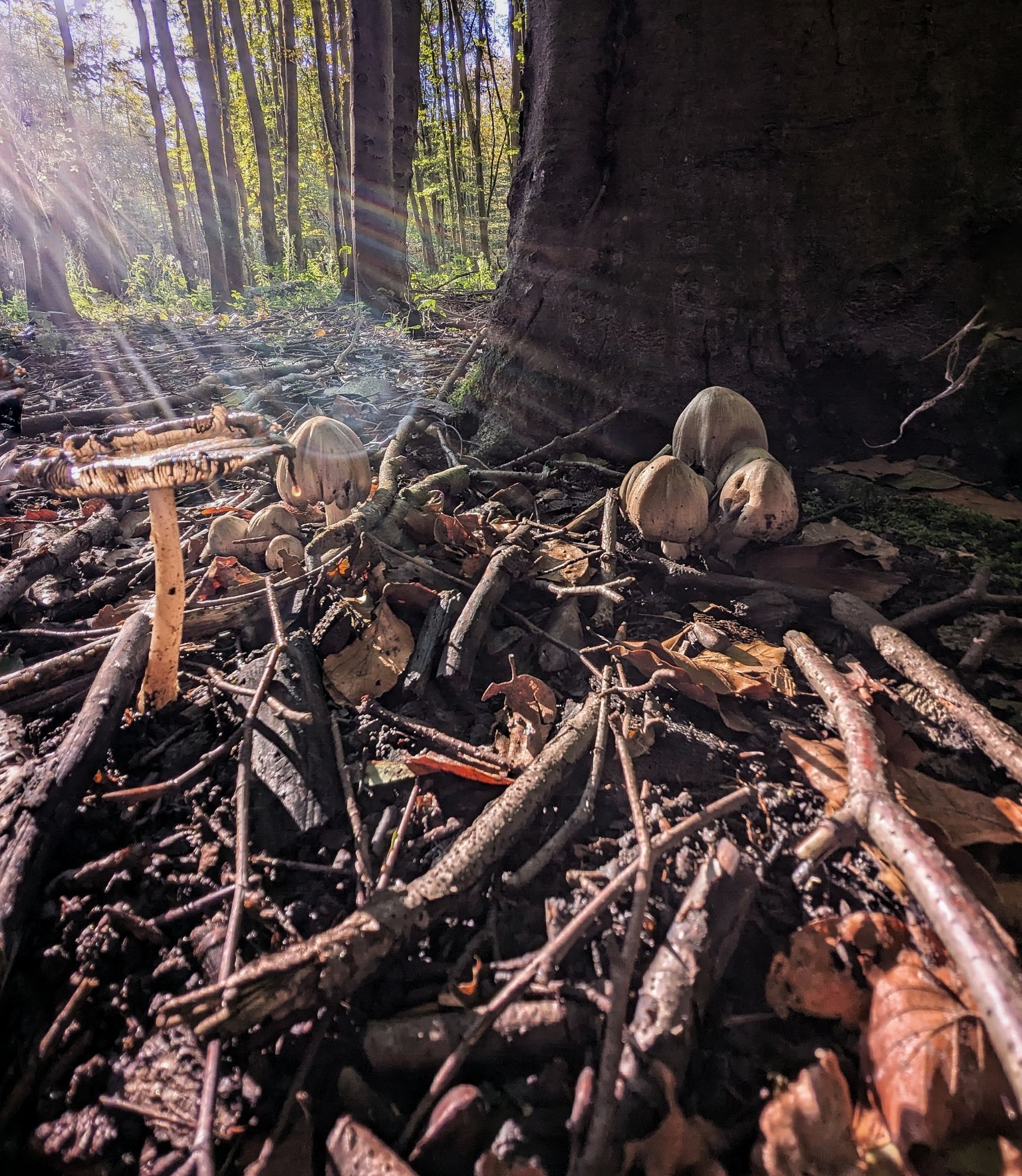 Paddestoelen in het zonlicht aan de voet van een boom. Bruine bladeren en afgevallen takken op de grond