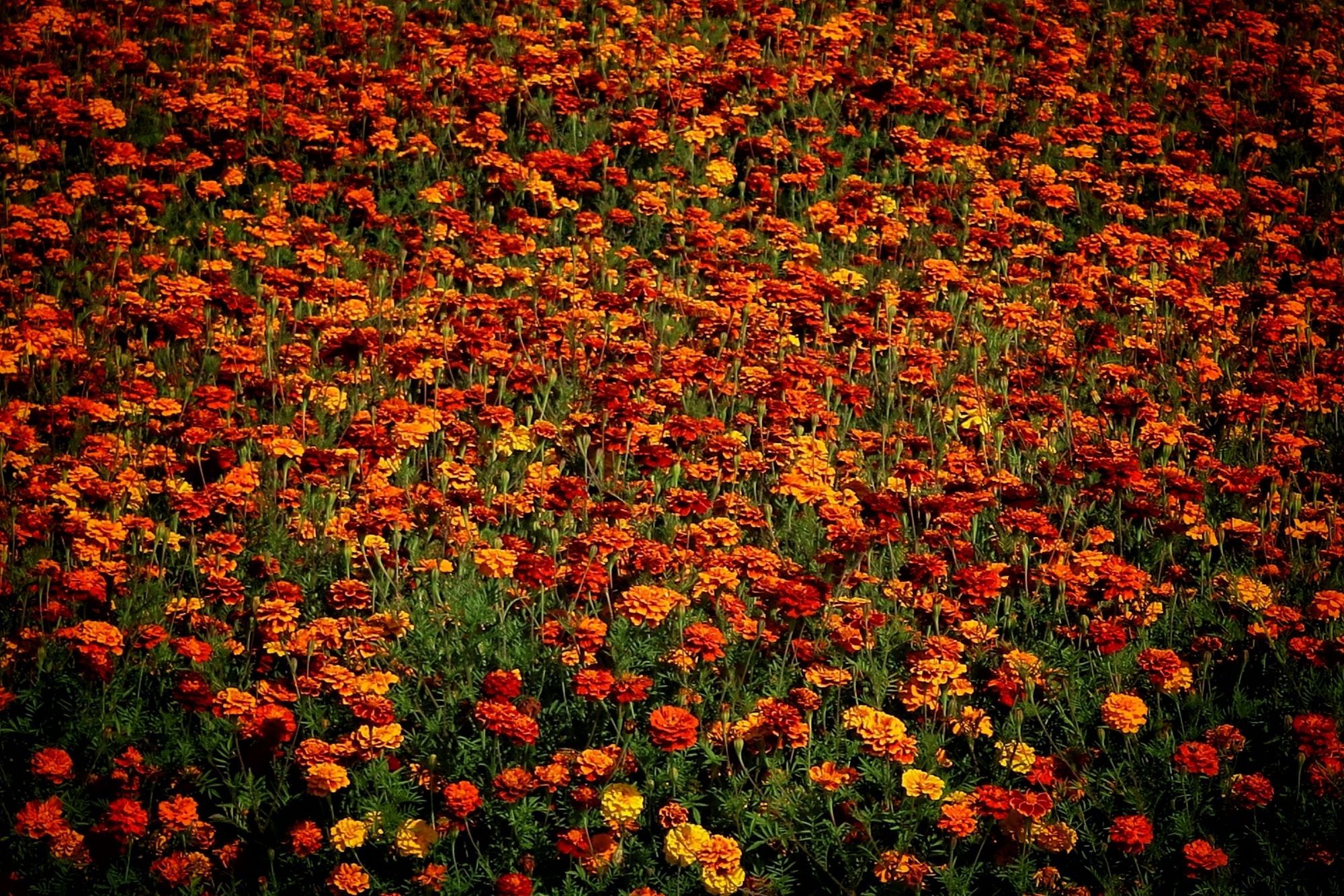 Veld met afrikaantjes in allerlei kleuren oranje.